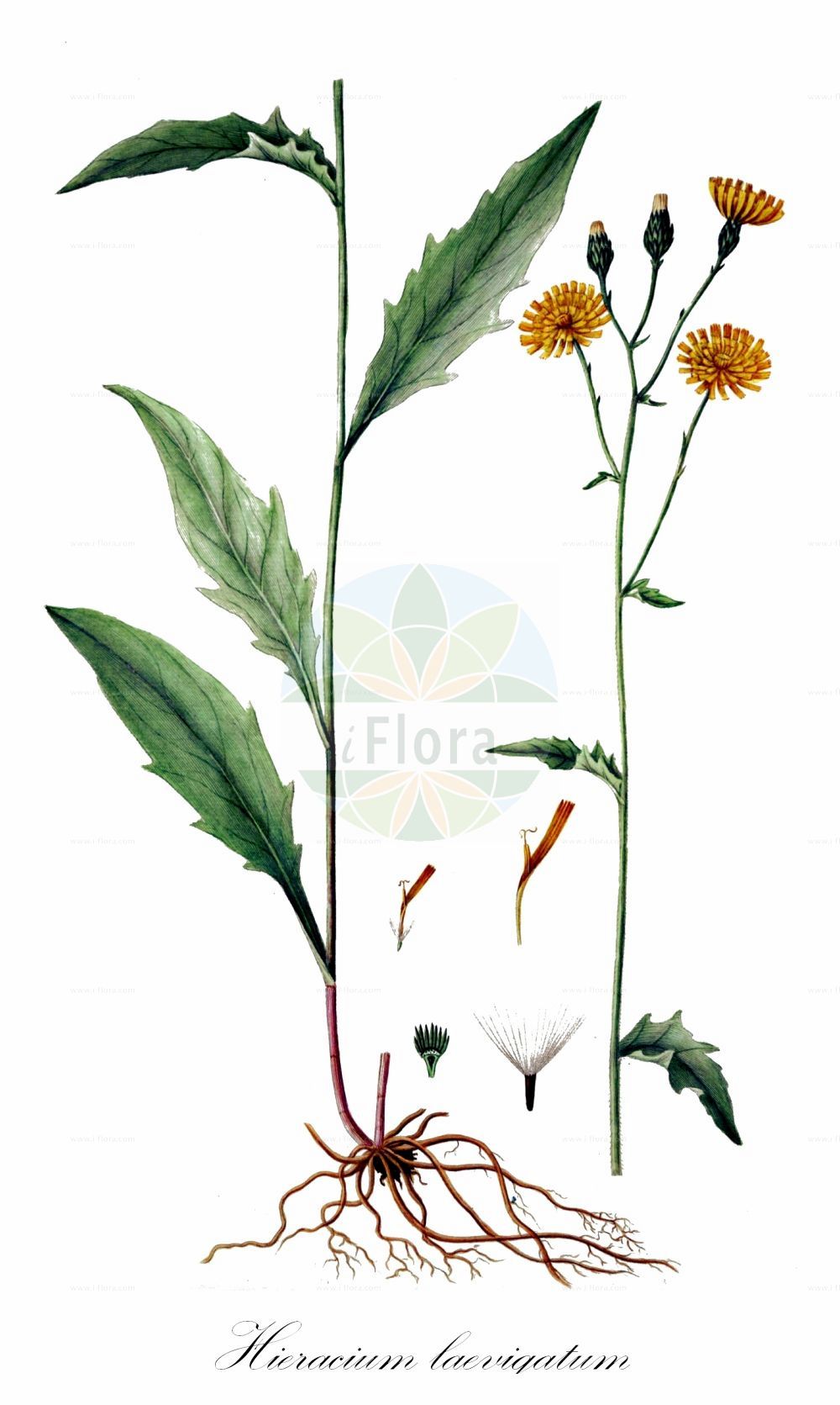 Historische Abbildung von Hieracium laevigatum (Glattes Habichtskraut - Smooth Hawkweed). Das Bild zeigt Blatt, Bluete, Frucht und Same. ---- Historical Drawing of Hieracium laevigatum (Glattes Habichtskraut - Smooth Hawkweed). The image is showing leaf, flower, fruit and seed.(Hieracium laevigatum,Glattes Habichtskraut,Smooth Hawkweed,Hieracium firmum,Hieracium laevigatum,Hieracium laevigatum subsp. mixopoliomorphum,,Glattes Habichtskraut,Smooth Hawkweed,Hieracium,Habichtskraut,Hawkweeds,Asteraceae,Korbblütengewächse,Daisy family,Blatt,Bluete,Frucht,Same,leaf,flower,fruit,seed,Oeder (1761-1883))