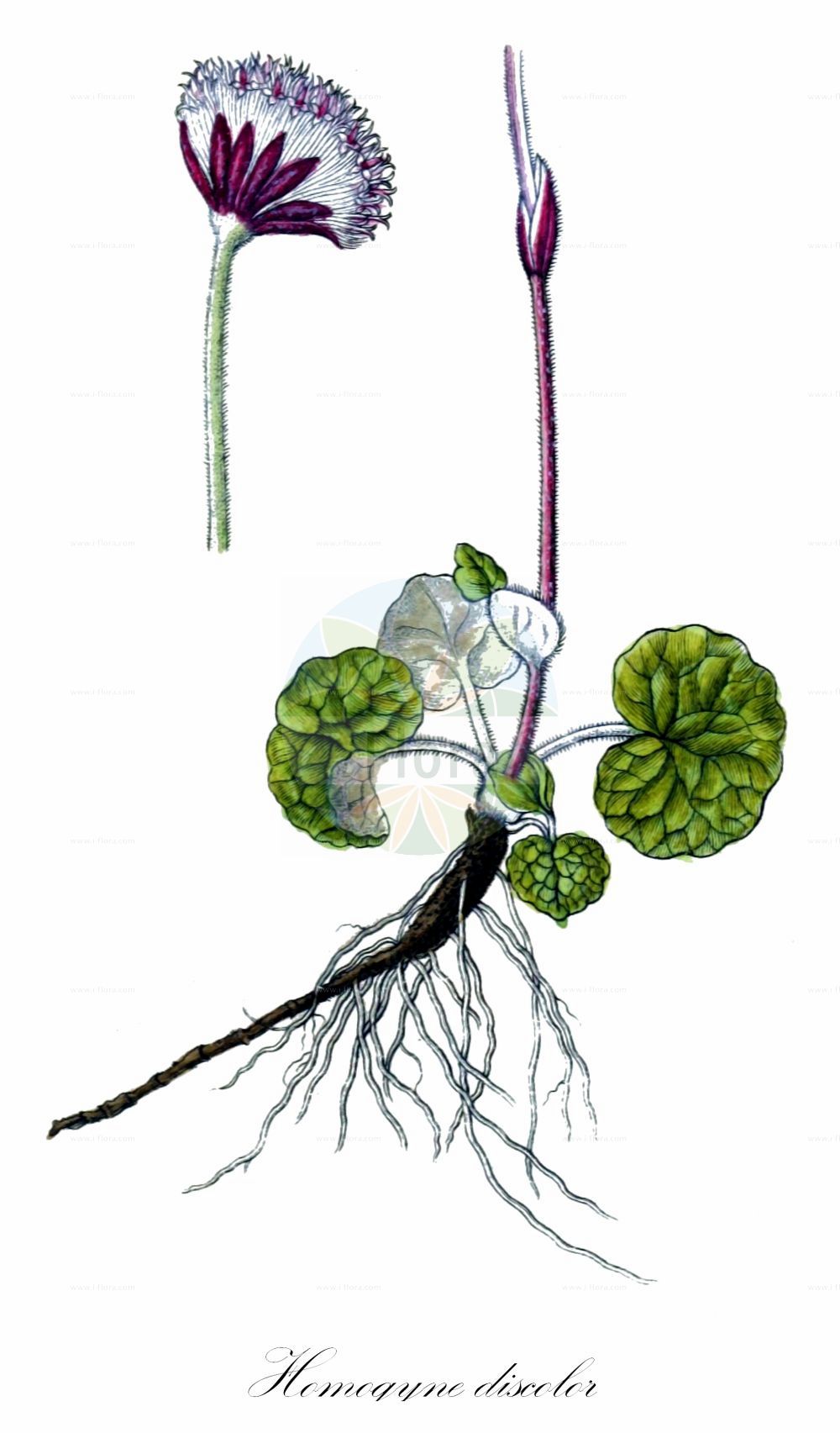 Historische Abbildung von Homogyne discolor (Filziger Alpenlattich - Tomentose Coltsfoot). Das Bild zeigt Blatt, Bluete, Frucht und Same. ---- Historical Drawing of Homogyne discolor (Filziger Alpenlattich - Tomentose Coltsfoot). The image is showing leaf, flower, fruit and seed.(Homogyne discolor,Filziger Alpenlattich,Tomentose Coltsfoot,Homogyne discolor,Tussilago discolor,Filziger Alpenlattich,Filz-Brandlattich,Zweifarbiger Brandlattich,Tomentose Coltsfoot,Homogyne,Alpenlattich,Coltsfoot,Asteraceae,Korbblütengewächse,Daisy family,Blatt,Bluete,Frucht,Same,leaf,flower,fruit,seed,Sturm (1796f))