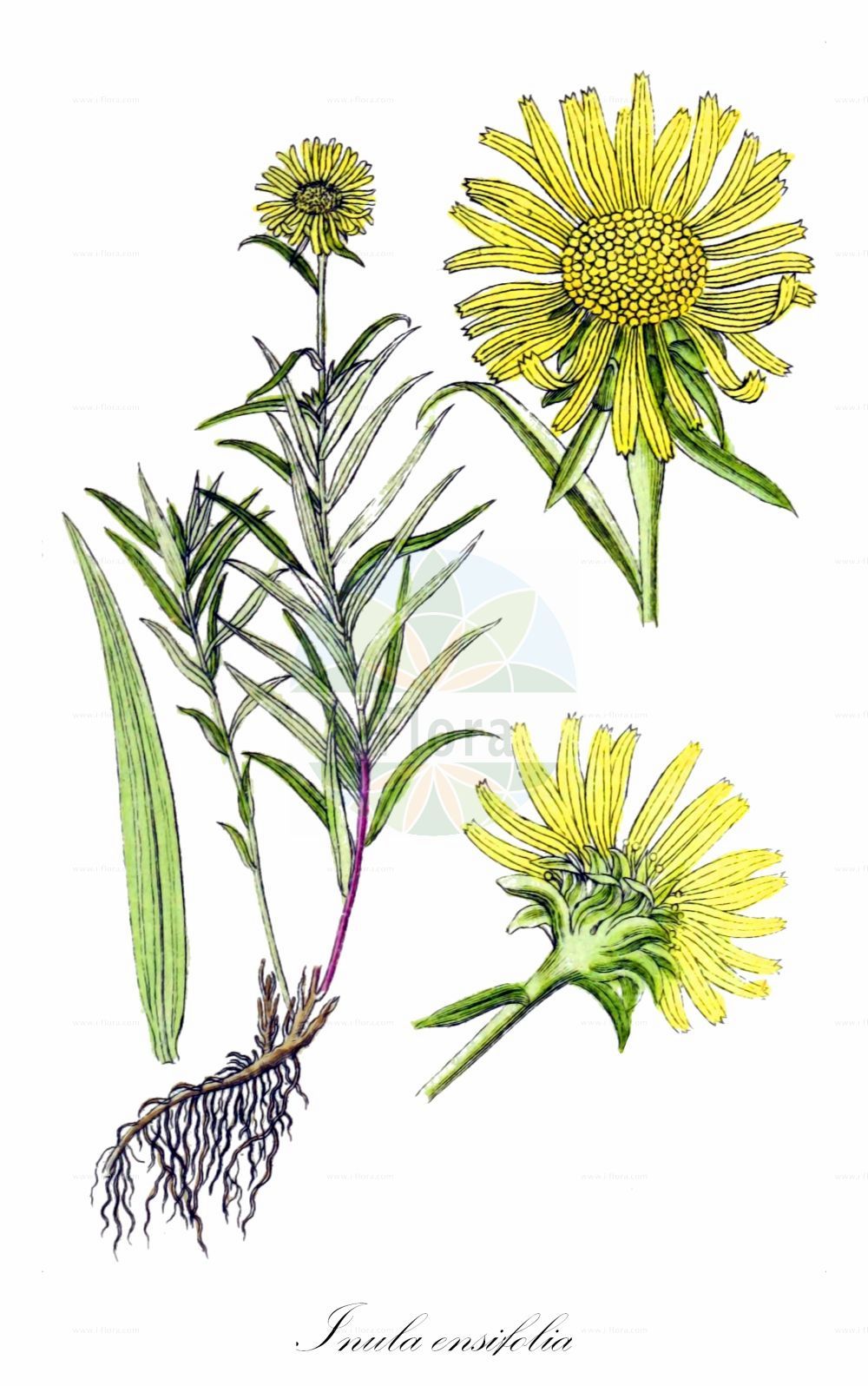Historische Abbildung von Inula ensifolia (Schwert-Alant - Narrow-leaved Inula). Das Bild zeigt Blatt, Bluete, Frucht und Same. ---- Historical Drawing of Inula ensifolia (Schwert-Alant - Narrow-leaved Inula). The image is showing leaf, flower, fruit and seed.(Inula ensifolia,Schwert-Alant,Narrow-leaved Inula,Inula ensifolia,Schwert-Alant,Narrow-leaved Inula,Inula,Alant,Yellowhead,Asteraceae,Korbblütengewächse,Daisy family,Blatt,Bluete,Frucht,Same,leaf,flower,fruit,seed,Sturm (1796f))