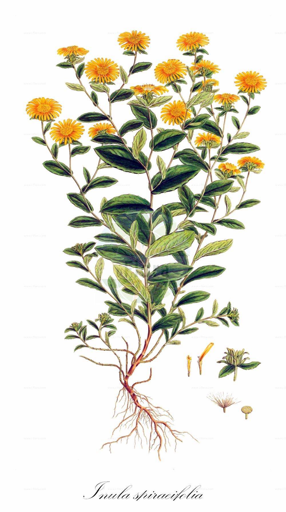 Historische Abbildung von Inula spiraeifolia. Das Bild zeigt Blatt, Bluete, Frucht und Same. ---- Historical Drawing of Inula spiraeifolia. The image is showing leaf, flower, fruit and seed.(Inula spiraeifolia,Inula spiraeifolia,Inula squarrosa,Inula,Alant,Yellowhead,Asteraceae,Korbblütengewächse,Daisy family,Blatt,Bluete,Frucht,Same,leaf,flower,fruit,seed,Sibthorp & Smith (1806-1840))