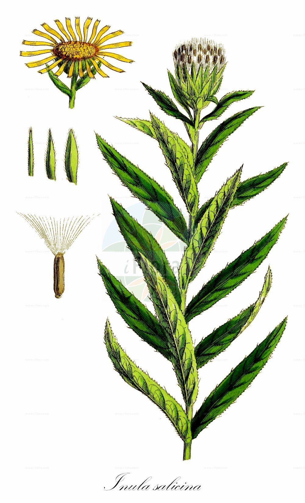 Historische Abbildung von Inula salicina (Weidenblättriger Alant - Irish Fleabane). Das Bild zeigt Blatt, Bluete, Frucht und Same. ---- Historical Drawing of Inula salicina (Weidenblättriger Alant - Irish Fleabane). The image is showing leaf, flower, fruit and seed.(Inula salicina,Weidenblättriger Alant,Irish Fleabane,Jacobaea salicina,Inula salicina,Weidenblaettriger Alant,Irish Fleabane,Willowleaf Yellowhead,Willow-leaved Inula,Inula,Alant,Yellowhead,Asteraceae,Korbblütengewächse,Daisy family,Blatt,Bluete,Frucht,Same,leaf,flower,fruit,seed,Sowerby (1790-1813))