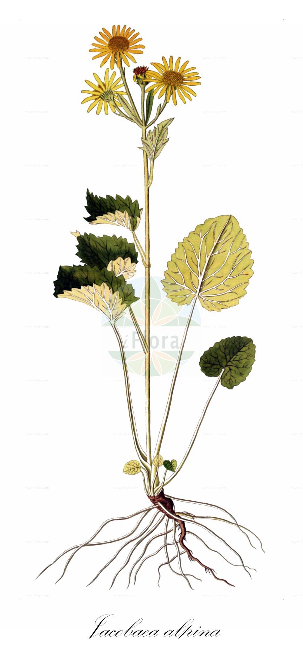 Historische Abbildung von Jacobaea alpina (Alpen-Greiskraut - Alpine Ragwort). Das Bild zeigt Blatt, Bluete, Frucht und Same. ---- Historical Drawing of Jacobaea alpina (Alpen-Greiskraut - Alpine Ragwort). The image is showing leaf, flower, fruit and seed.(Jacobaea alpina,Alpen-Greiskraut,Alpine Ragwort,Cineraria alpina,Cineraria cordifolia,Jacobaea alpina,Senecio alpinus,Senecio cordatus,Senecio cordifolius,Solidago alpina,Alpen-Greiskraut,Alpen-Kreuzkraut,Herz-Greiskraut,Alpine Ragwort,Jacobaea,Asteraceae,Korbblütengewächse,Daisy family,Blatt,Bluete,Frucht,Same,leaf,flower,fruit,seed)