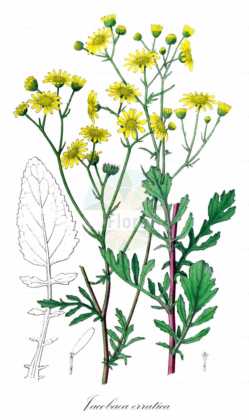 Historische Abbildung von Jacobaea erratica (Spreizendes Wasser-Greiskraut - Marsh Ragwort). Das Bild zeigt Blatt, Bluete, Frucht und Same. ---- Historical Drawing of Jacobaea erratica (Spreizendes Wasser-Greiskraut - Marsh Ragwort). The image is showing leaf, flower, fruit and seed.(Jacobaea erratica,Spreizendes Wasser-Greiskraut,Marsh Ragwort,Jacobaea erratica,Senecio barbareifolius,Senecio erraticus,Senecio jacobaea subsp. erraticus,Spreizendes Wasser-Greiskraut,Marsh Ragwort,Jacobaea,Asteraceae,Korbblütengewächse,Daisy family,Blatt,Bluete,Frucht,Same,leaf,flower,fruit,seed,Dietrich (1833-1844))