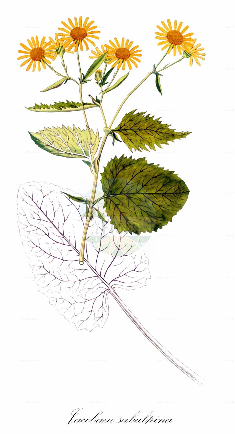 Historische Abbildung von Jacobaea subalpina (Berg-Greiskraut - Mountain Ragwort). Das Bild zeigt Blatt, Bluete, Frucht und Same. ---- Historical Drawing of Jacobaea subalpina (Berg-Greiskraut - Mountain Ragwort). The image is showing leaf, flower, fruit and seed.(Jacobaea subalpina,Berg-Greiskraut,Mountain Ragwort,Cineraria arnautorum,Jacobaea arnautorum,Jacobaea subalpina,Senecio arnautorum,Senecio subalpinus,Berg-Greiskraut,Mountain Ragwort,Jacobaea,Asteraceae,Korbblütengewächse,Daisy family,Blatt,Bluete,Frucht,Same,leaf,flower,fruit,seed,von Jacquin (1773-1778))