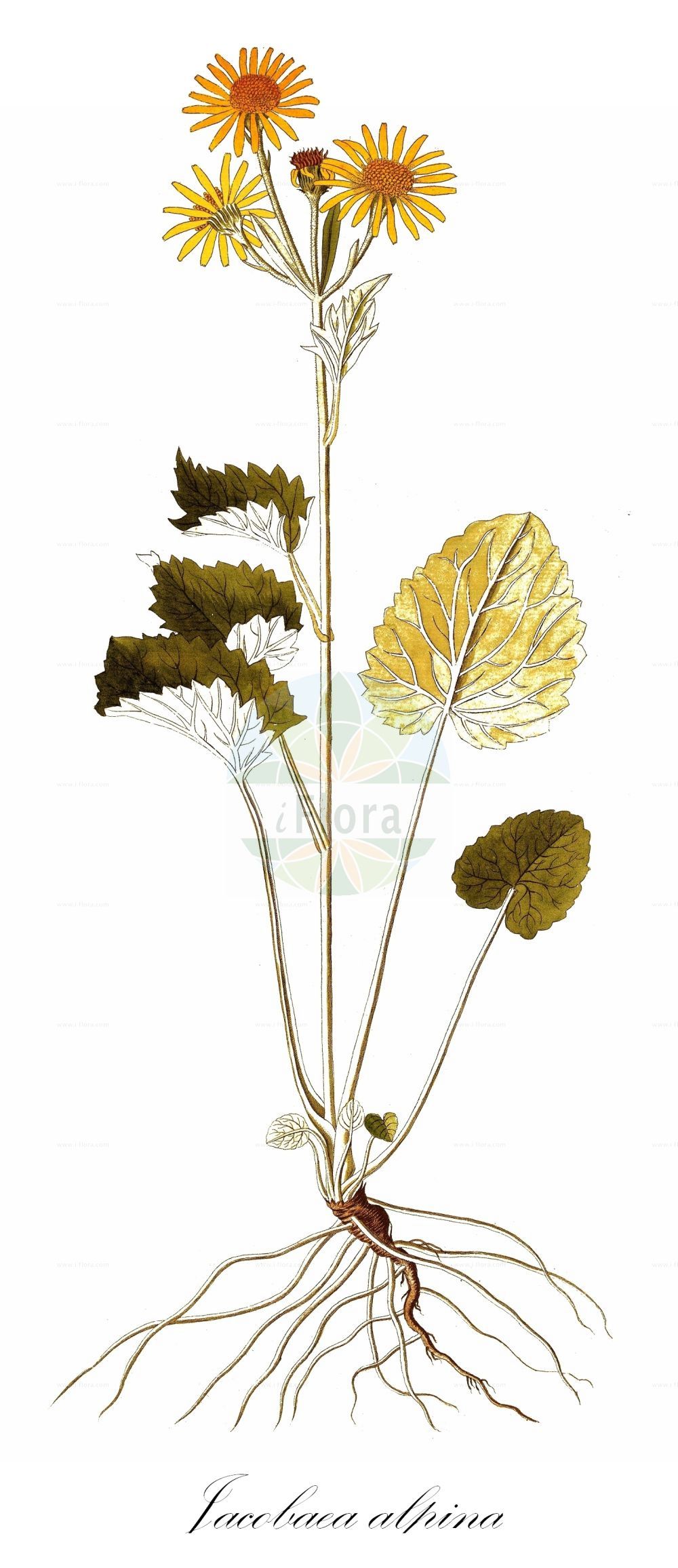 Historische Abbildung von Jacobaea alpina (Alpen-Greiskraut - Alpine Ragwort). Das Bild zeigt Blatt, Bluete, Frucht und Same. ---- Historical Drawing of Jacobaea alpina (Alpen-Greiskraut - Alpine Ragwort). The image is showing leaf, flower, fruit and seed.(Jacobaea alpina,Alpen-Greiskraut,Alpine Ragwort,Cineraria alpina,Cineraria cordifolia,Jacobaea alpina,Senecio alpinus,Senecio cordatus,Senecio cordifolius,Solidago alpina,Alpen-Greiskraut,Alpen-Kreuzkraut,Herz-Greiskraut,Alpine Ragwort,Jacobaea,Asteraceae,Korbblütengewächse,Daisy family,Blatt,Bluete,Frucht,Same,leaf,flower,fruit,seed)