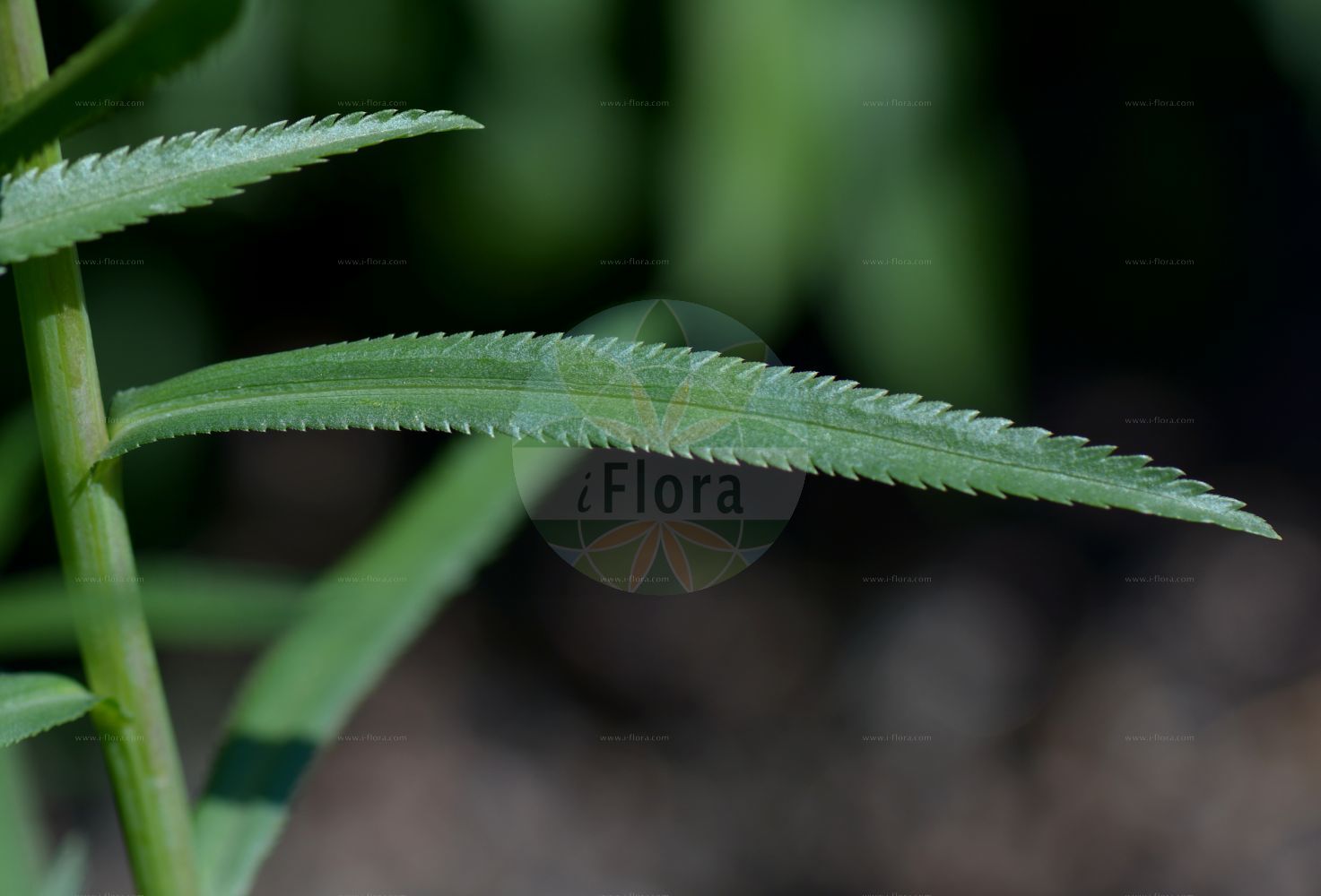 Foto von Achillea ptarmica agg. (Sumpf-Schafgarbe - Sneezewort). Das Bild zeigt Blatt. Das Foto wurde in Göteborg, Schweden aufgenommen. ---- Photo of Achillea ptarmica agg. (Sumpf-Schafgarbe - Sneezewort). The image is showing leaf. The picture was taken in Gothenburg, Sweden.(Achillea ptarmica agg.,Sumpf-Schafgarbe,Sneezewort,Sumpf-Schafgarbe,Sumpf-Schafgarbe,Sneezewort,Bastard Pellitory,European Pellitory,Goose Tongue,Sneezeweed,Sneezewort Yarrow,White Tansy,Wild Pellitory,Fair-maid-Of-France,Goose-tongue Yarrow,Marsh Yarrow,Achillea,Schafgarbe,Yarrow,Asteraceae,Korbblütengewächse,Daisy family,Blatt,leaf)