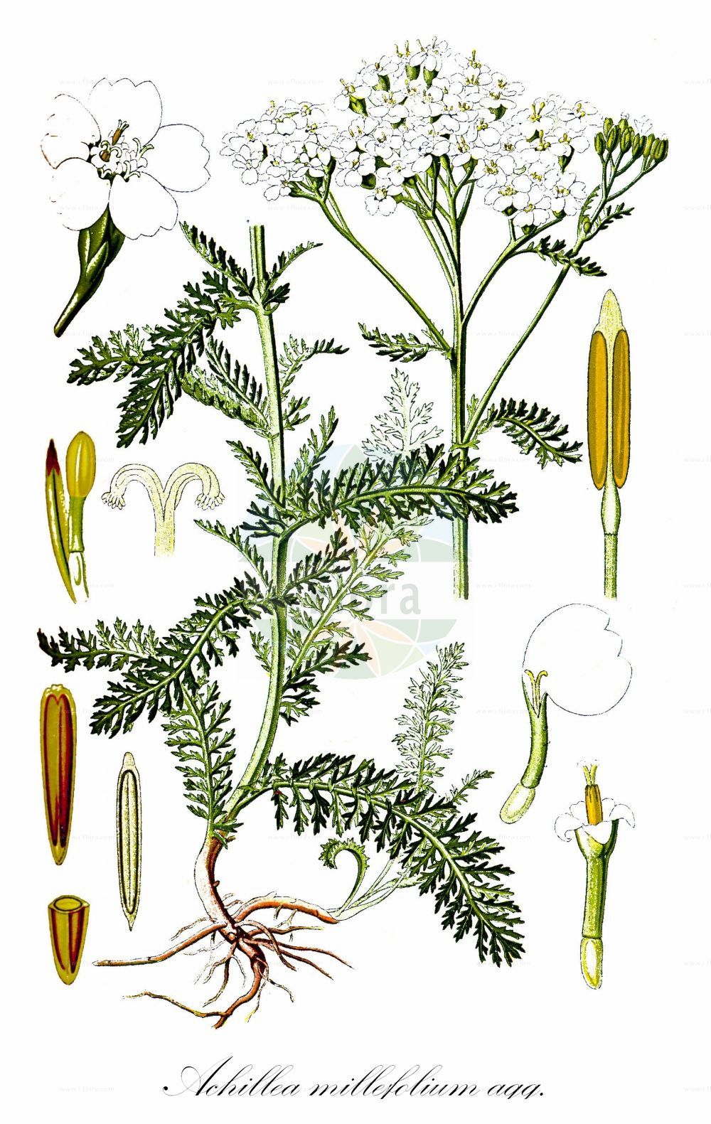 Historische Abbildung von Achillea millefolium agg. (Gewöhnliche Schafgarbe - Common Yarrow). Das Bild zeigt Blatt, Bluete, Frucht und Same. ---- Historical Drawing of Achillea millefolium agg. (Gewöhnliche Schafgarbe - Common Yarrow). The image is showing leaf, flower, fruit and seed.(Achillea millefolium agg.,Gewöhnliche Schafgarbe,Common Yarrow,Achillea millefolium agg.,Gewoehnliche Schafgarbe,Wiesen-Schafgarbe,Gebirgs-Schafgarbe,Gebirgs-Wiesen-Schafgarbe,Sudeten-Wiesen-Schafgarbe,Common Yarrow,Gordaldo,Milfoil,Nosebleed,Sanguinary,Soldier's Woundwort,Thousand-seal,Thousand-leaf,Yarrow,Achillea,Schafgarbe,Yarrow,Asteraceae,Korbblütengewächse,Daisy family,Blatt,Bluete,Frucht,Same,leaf,flower,fruit,seed,Thomé (1885))