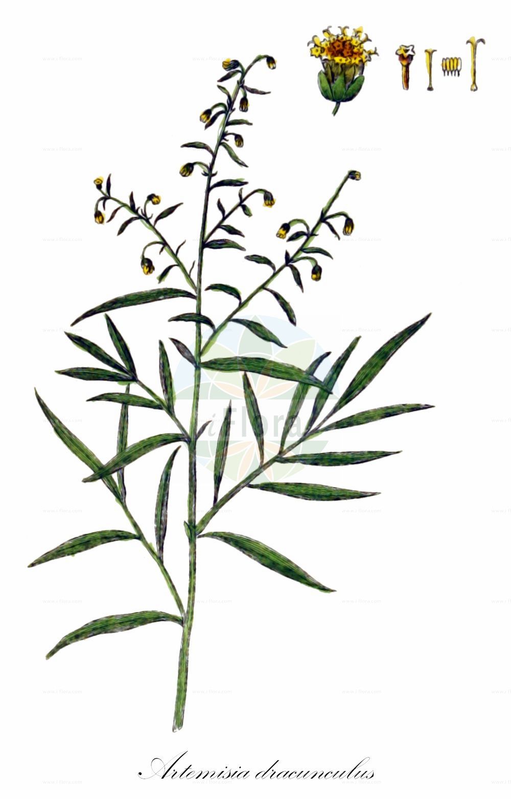 Historische Abbildung von Artemisia dracunculus (Estragon - Tarragon). Das Bild zeigt Blatt, Bluete, Frucht und Same. ---- Historical Drawing of Artemisia dracunculus (Estragon - Tarragon). The image is showing leaf, flower, fruit and seed.(Artemisia dracunculus,Estragon,Tarragon,Artemisia dracunculus,Estragon,Tarragon,False Terragon Sagewort,Estragon,Artemisia,Beifuß,Mugwort,Asteraceae,Korbblütengewächse,Daisy family,Blatt,Bluete,Frucht,Same,leaf,flower,fruit,seed,Oskamp et al. (1796-1800))