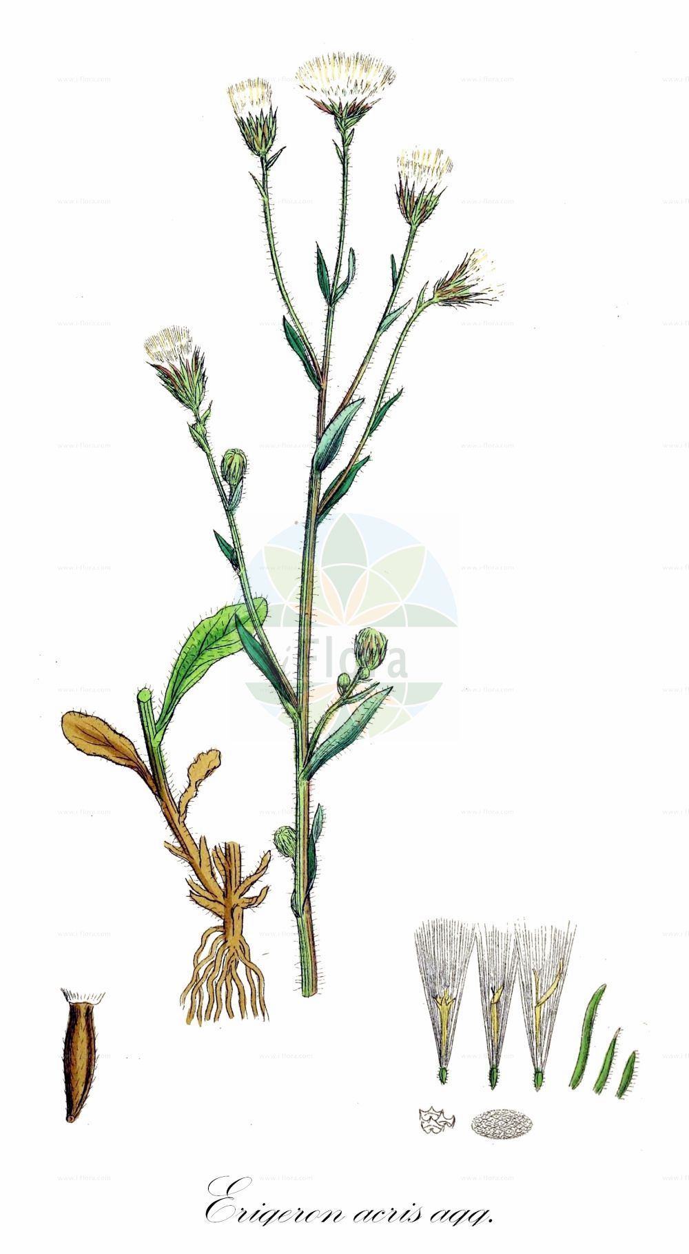 Historische Abbildung von Erigeron acris (Scharfes Berufkraut - Blue Fleabane). Das Bild zeigt Blatt, Bluete, Frucht und Same. ---- Historical Drawing of Erigeron acris (Scharfes Berufkraut - Blue Fleabane). The image is showing leaf, flower, fruit and seed.(Erigeron acris,Scharfes Berufkraut,Blue Fleabane,Erigeron acris,Erigeron corymbosus,Erigeron crispulus,Erigeron orientalis,Erigeron shepardii,Trimorpha acris,Scharfes Berufkraut,Eigentliches Scharfes Berufkraut,Gewoehnliches Scharfes Berufkraut,Grossblaettriges Scharfes Berufkraut,Kantiges Berufkraut,Kantiges Scharfes Berufkraut,Raues Berufkraut,Blue Fleabane,Bitter Fleabane,Erigeron,Berufkraut,Fleabane,Asteraceae,Korbblütengewächse,Daisy family,Blatt,Bluete,Frucht,Same,leaf,flower,fruit,seed,Sowerby (1790-1813))
