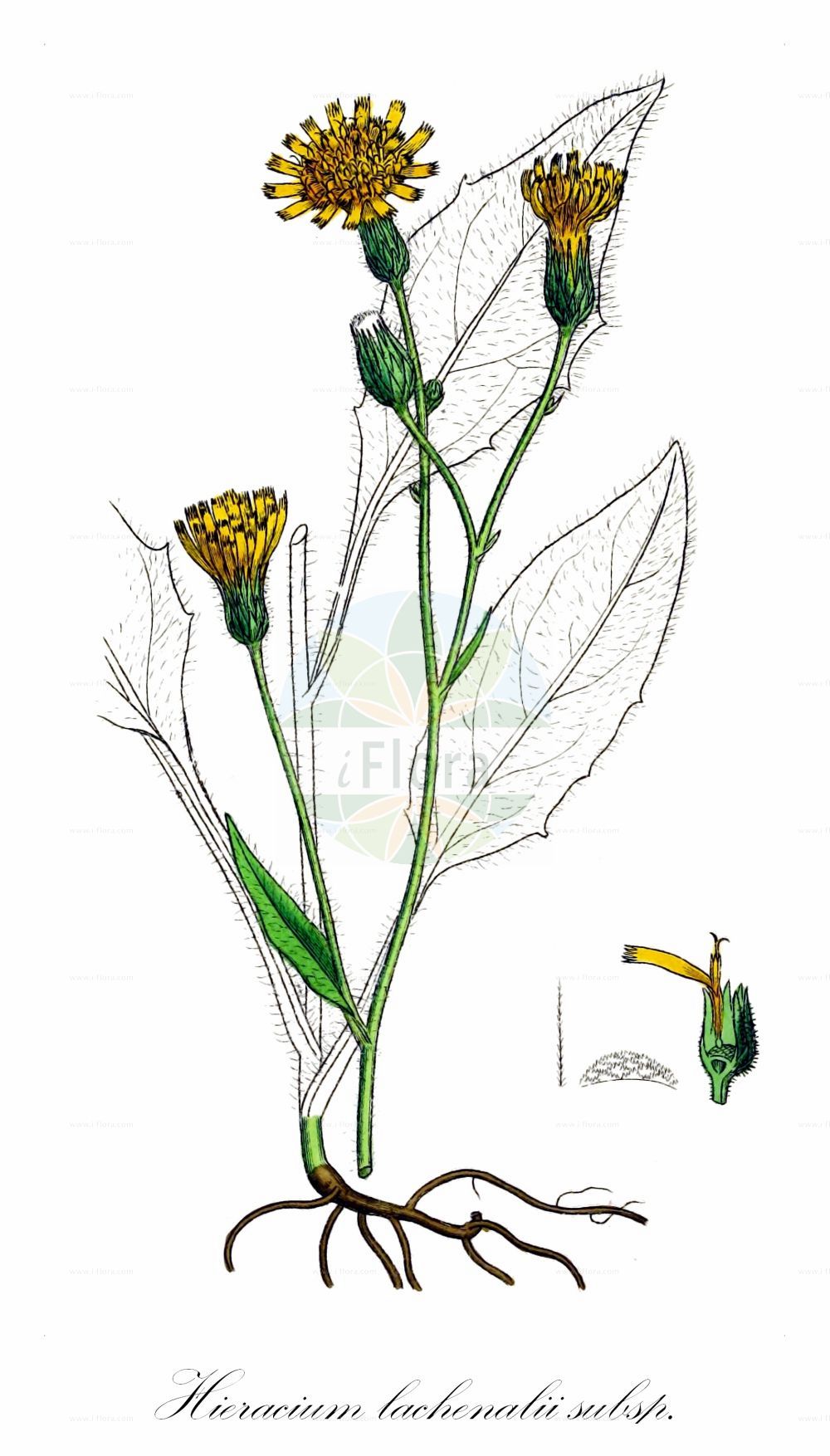 Historische Abbildung von Hieracium lachenalii subsp. cruentifolium. Das Bild zeigt Blatt, Bluete, Frucht und Same. ---- Historical Drawing of Hieracium lachenalii subsp. cruentifolium. The image is showing leaf, flower, fruit and seed.(Hieracium lachenalii subsp. cruentifolium,Hieracium vulgatum subsp. cruentifolium,Hieracium,Habichtskraut,Hawkweeds,Asteraceae,Korbblütengewächse,Daisy family,Blatt,Bluete,Frucht,Same,leaf,flower,fruit,seed,Sowerby (1790-1813))