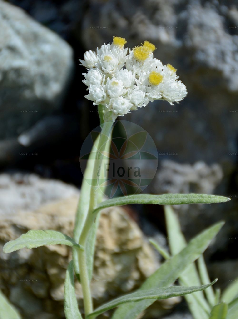 Foto von Anaphalis margaritacea (Pearly Everlasting). Das Bild zeigt Blatt und Bluete. Das Foto wurde in La Rambertina, Waadt, Schweiz aufgenommen. ---- Photo of Anaphalis margaritacea (Pearly Everlasting). The image is showing leaf and flower. The picture was taken in La Rambertina, Vaud, Switzerland.(Anaphalis margaritacea,Pearly Everlasting,Anaphalis margaritacea,Antennaria margaritacea,Gnaphalium margaritaceum,Anaphalis,Asteraceae,Korbblütengewächse,Daisy family,Blatt,Bluete,leaf,flower)