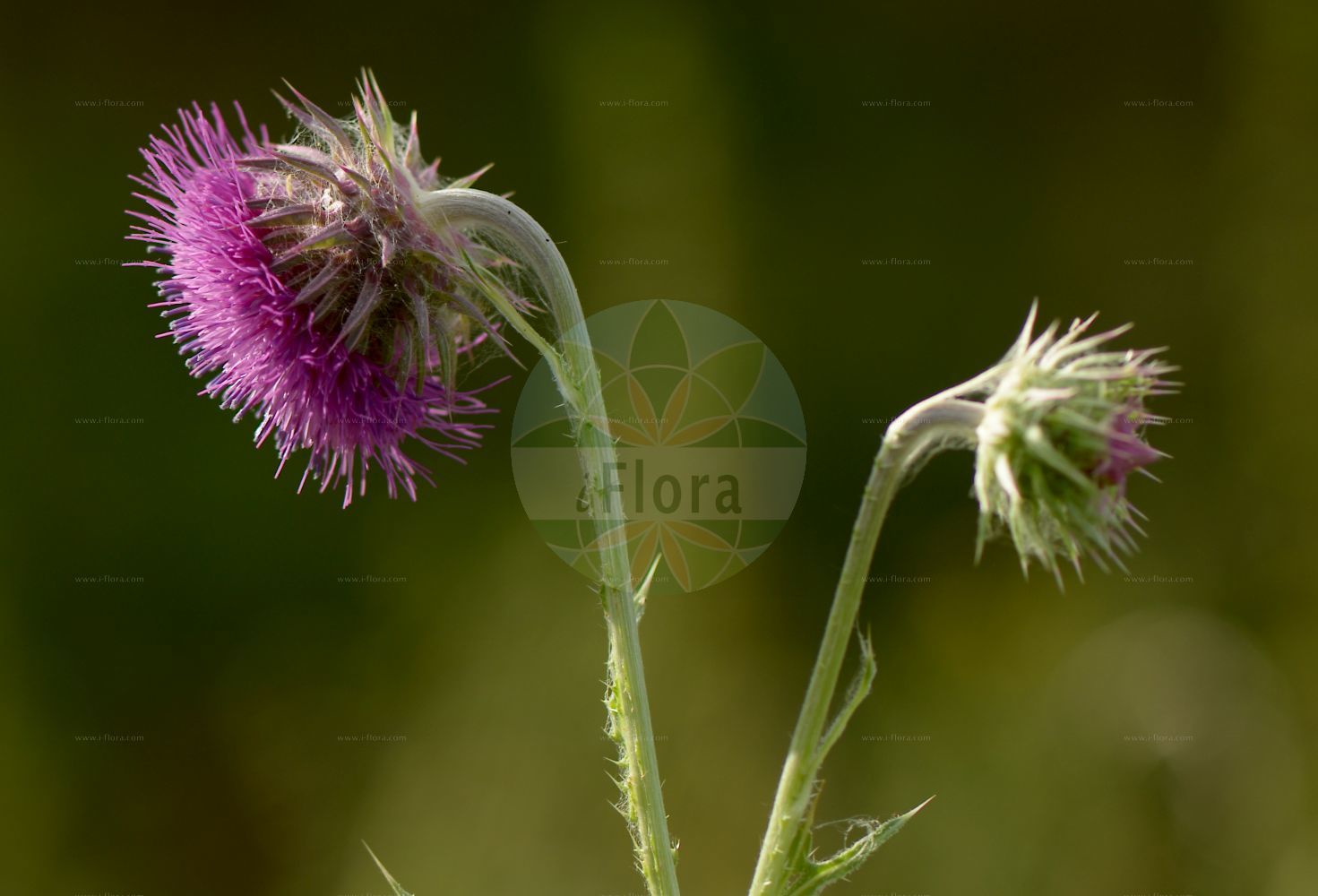 Foto von Carduus nutans subsp. nutans (Nickende Distel). Das Bild zeigt Bluete. Das Foto wurde in Rockenberg, Gießen, Hessen, Deutschland, Wetterau und Gießener Becken aufgenommen. ---- Photo of Carduus nutans subsp. nutans (Nickende Distel). The image is showing flower. The picture was taken in Rockenberg, Giessen, Hesse, Germany, Wetterau and Giessener Becken.(Carduus nutans subsp. nutans,Nickende Distel,Carduus nutans subsp. nutans,Nickende Distel,Carduus,Distel,Plumeless Thistle,Asteraceae,Korbblütengewächse,Daisy family,Bluete,flower)