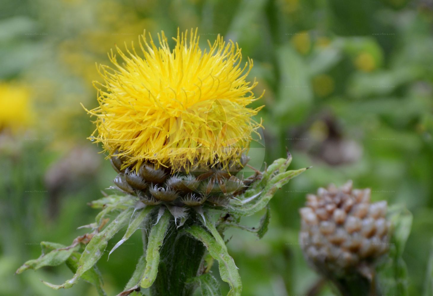 Foto von Centaurea macrocephala. Das Bild zeigt Blatt und Bluete. Das Foto wurde in Flore Alpe, Champex-Lac, Wallis, Schweiz aufgenommen. ---- Photo of Centaurea macrocephala. The image is showing leaf and flower. The picture was taken in Flore Alpe, Champex-Lac, Valais, Switzerland.(Centaurea macrocephala,Centaurea macrocephala,Grossheimia macrocephala,Centaurea,Flockenblume,Knapweed,Asteraceae,Korbblütengewächse,Daisy family,Blatt,Bluete,leaf,flower)