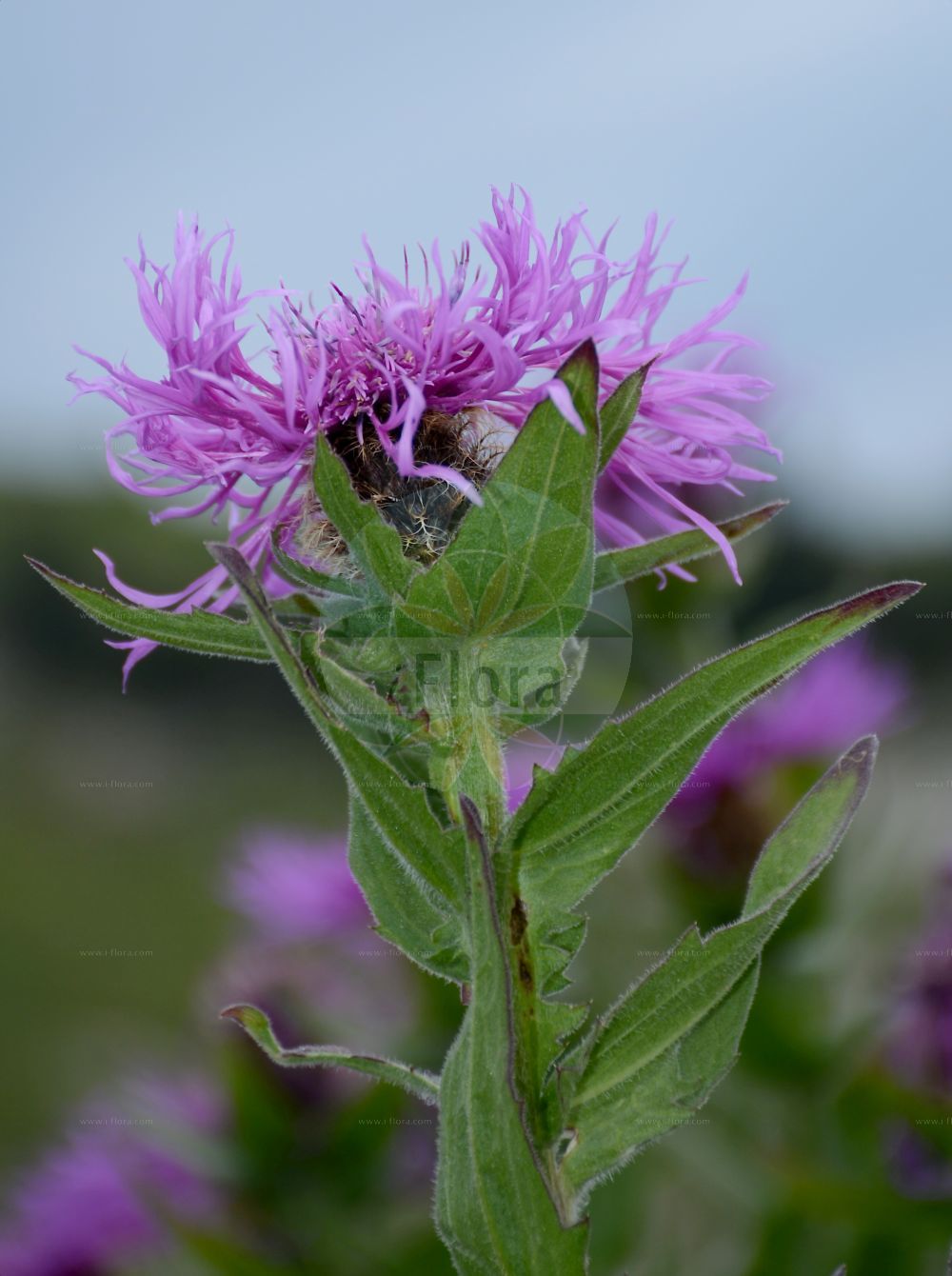Foto von Centaurea nervosa. Das Bild zeigt Blatt und Bluete. Das Foto wurde in Schynige Platte, Interlaken, Bern, Schweiz aufgenommen. ---- Photo of Centaurea nervosa. The image is showing leaf and flower. The picture was taken in Schynige Platte, Interlaken, Bern, Switzerland.(Centaurea nervosa,Centaurea cirrata,Centaurea nervosa,Centaurea plumosa,Jacea cirrata,Centaurea,Flockenblume,Knapweed,Asteraceae,Korbblütengewächse,Daisy family,Blatt,Bluete,leaf,flower)