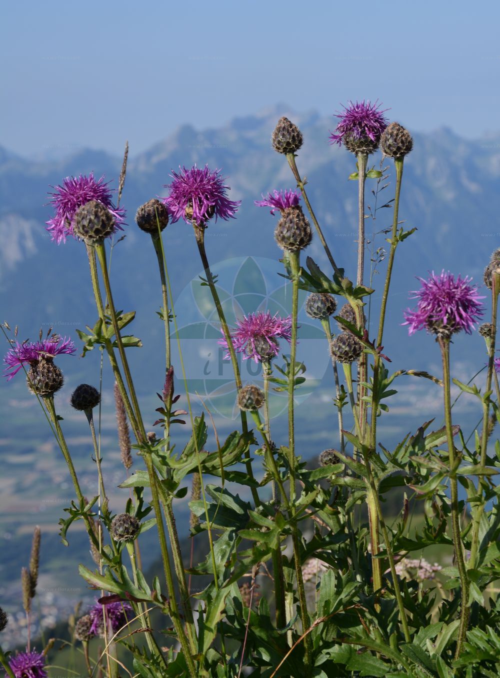 Foto von Centaurea scabiosa subsp. alpestris (Alpen-Skabiosen-Flockenblume). Das Bild zeigt Blatt und Bluete. Das Foto wurde in La Rambertina, Waadt, Schweiz aufgenommen. ---- Photo of Centaurea scabiosa subsp. alpestris (Alpen-Skabiosen-Flockenblume). The image is showing leaf and flower. The picture was taken in La Rambertina, Vaud, Switzerland.(Centaurea scabiosa subsp. alpestris,Alpen-Skabiosen-Flockenblume,Colymbada calcarea,Alpen-Skabiosen-Flockenblume,Centaurea,Flockenblume,Knapweed,Asteraceae,Korbblütengewächse,Daisy family,Blatt,Bluete,leaf,flower)