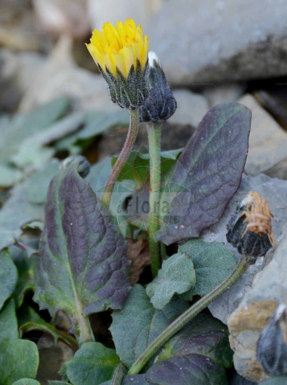 Foto von Crepis pygmaea. Das Bild zeigt Blatt und Bluete. Das Foto wurde in Schynige Platte, Interlaken, Bern, Schweiz aufgenommen. ---- Photo of Crepis pygmaea. The image is showing leaf and flower. The picture was taken in Schynige Platte, Interlaken, Bern, Switzerland.(Crepis pygmaea,Crepis pygmaea,Hieracium pumilum,Omalocline pygmaea,Crepis,Pippau,Hawk's-beard,Asteraceae,Korbblütengewächse,Daisy family,Blatt,Bluete,leaf,flower)
