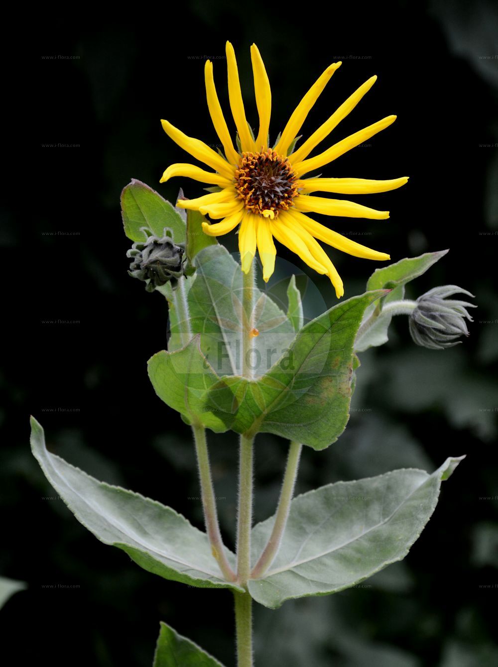 Foto von Helianthus mollis. Das Bild zeigt Blatt und Bluete. Das Foto wurde in Münster, Nordrhein-Westfalen, Deutschland aufgenommen. ---- Photo of Helianthus mollis. The image is showing leaf and flower. The picture was taken in Muenster, North Rhine-Westphalia, Germany.(Helianthus mollis,Helianthus mollis,Helianthus,Sonnenblume,Sunflower,Asteraceae,Korbblütengewächse,Daisy family,Blatt,Bluete,leaf,flower)