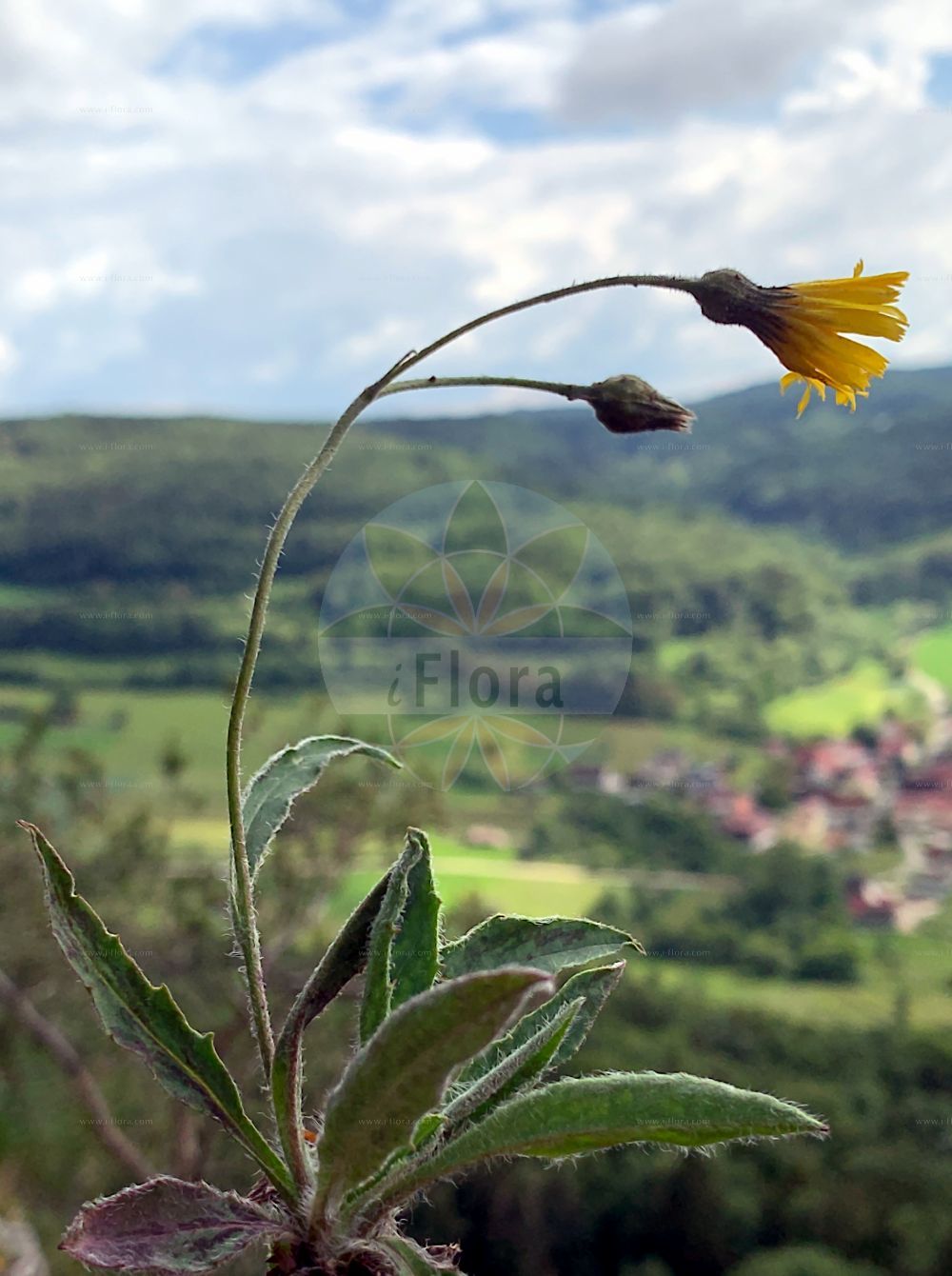 Foto von Hieracium glaucomorphum subsp. franconicum (Fränkisches Habichtskraut). Das Bild zeigt Blatt und Bluete. Das Foto wurde in Sattelmannburg, Gößweinstein, Forchheim, Bayern, Deutschland, Frankenalb und Oberpfälzer Jura aufgenommen. ---- Photo of Hieracium glaucomorphum subsp. franconicum (Fränkisches Habichtskraut). The image is showing leaf and flower. The picture was taken in Sattelmannburg, Goessweinstein, Forchheim, Bavaria, Germany, Frankenalb and Oberpfaelzer Jura.(Hieracium glaucomorphum subsp. franconicum,Fränkisches Habichtskraut,Hieracium rupicola var. franconicum,Fraenkisches Habichtskraut,Hieracium,Habichtskraut,Hawkweeds,Asteraceae,Korbblütengewächse,Daisy family,Blatt,Bluete,leaf,flower)