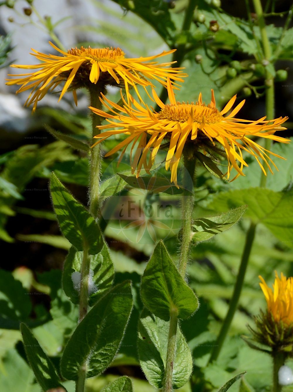 Foto von Inula orientalis. Das Bild zeigt Blatt und Bluete. Das Foto wurde in La Rambertina, Waadt, Schweiz aufgenommen. ---- Photo of Inula orientalis. The image is showing leaf and flower. The picture was taken in La Rambertina, Vaud, Switzerland.(Inula orientalis,Inula glandulosa,Inula orientalis,Inula,Alant,Yellowhead,Asteraceae,Korbblütengewächse,Daisy family,Blatt,Bluete,leaf,flower)