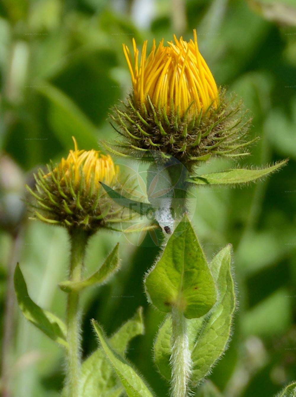 Foto von Inula orientalis. Das Bild zeigt Blatt und Bluete. Das Foto wurde in La Rambertina, Waadt, Schweiz aufgenommen. ---- Photo of Inula orientalis. The image is showing leaf and flower. The picture was taken in La Rambertina, Vaud, Switzerland.(Inula orientalis,Inula glandulosa,Inula orientalis,Inula,Alant,Yellowhead,Asteraceae,Korbblütengewächse,Daisy family,Blatt,Bluete,leaf,flower)
