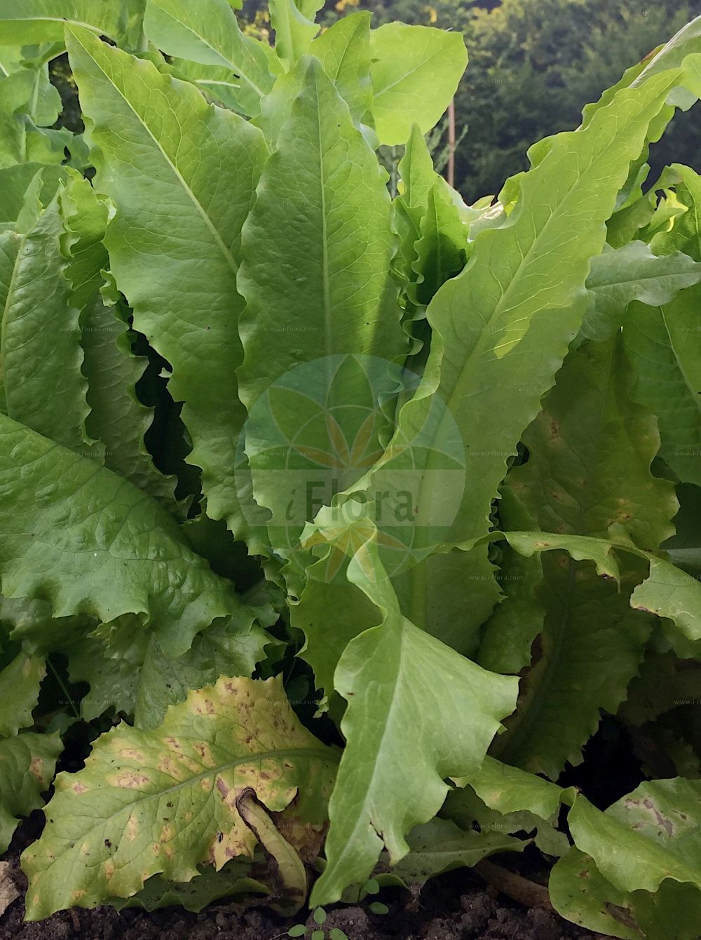 Foto von Lactuca sativa (Garten-Lattich - Garden Lettuce). Das Bild zeigt Blatt. Das Foto wurde in Ulm, Bayern, Deutschland aufgenommen. ---- Photo of Lactuca sativa (Garten-Lattich - Garden Lettuce). The image is showing leaf. The picture was taken in Ulm, Bavaria, Germany.(Lactuca sativa,Garten-Lattich,Garden Lettuce,Lactuca capitata,Lactuca crispa,Lactuca palmata,Lactuca sativa,Lactuca sativa var. crispa,Garten-Lattich,Bindesalat,Blattsalat,Pfluecksalat,Roemischer Salat,Garden Lettuce,Lettuce,Salad,Lactuca,Lattich,Lettuce,Asteraceae,Korbblütengewächse,Daisy family,Blatt,leaf)