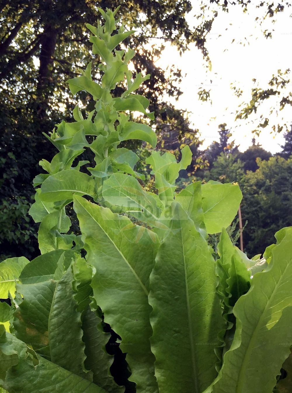 Foto von Lactuca sativa (Garten-Lattich - Garden Lettuce). Das Bild zeigt Blatt. Das Foto wurde in Ulm, Bayern, Deutschland aufgenommen. ---- Photo of Lactuca sativa (Garten-Lattich - Garden Lettuce). The image is showing leaf. The picture was taken in Ulm, Bavaria, Germany.(Lactuca sativa,Garten-Lattich,Garden Lettuce,Lactuca capitata,Lactuca crispa,Lactuca palmata,Lactuca sativa,Lactuca sativa var. crispa,Garten-Lattich,Bindesalat,Blattsalat,Pfluecksalat,Roemischer Salat,Garden Lettuce,Lettuce,Salad,Lactuca,Lattich,Lettuce,Asteraceae,Korbblütengewächse,Daisy family,Blatt,leaf)