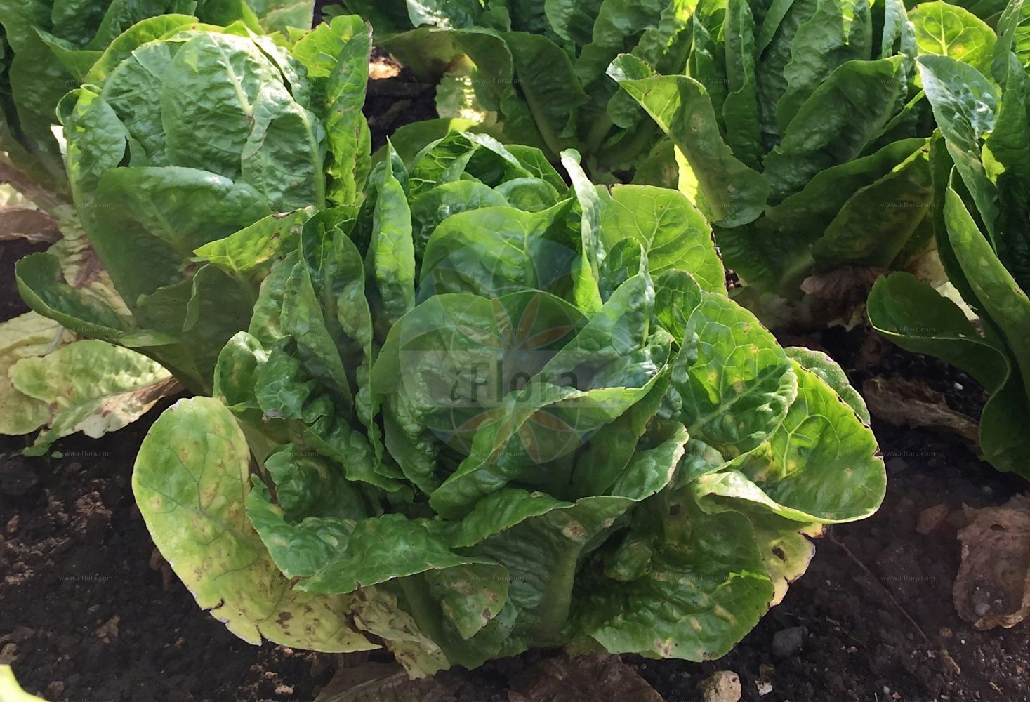 Foto von Lactuca sativa (Garten-Lattich - Garden Lettuce). Das Bild zeigt Blatt. Das Foto wurde in Ulm, Bayern, Deutschland aufgenommen. ---- Photo of Lactuca sativa (Garten-Lattich - Garden Lettuce). The image is showing leaf. The picture was taken in Ulm, Bavaria, Germany.(Lactuca sativa,Garten-Lattich,Garden Lettuce,Lactuca capitata,Lactuca crispa,Lactuca palmata,Lactuca sativa,Lactuca sativa var. crispa,Garten-Lattich,Bindesalat,Blattsalat,Pfluecksalat,Roemischer Salat,Garden Lettuce,Lettuce,Salad,Lactuca,Lattich,Lettuce,Asteraceae,Korbblütengewächse,Daisy family,Blatt,leaf)