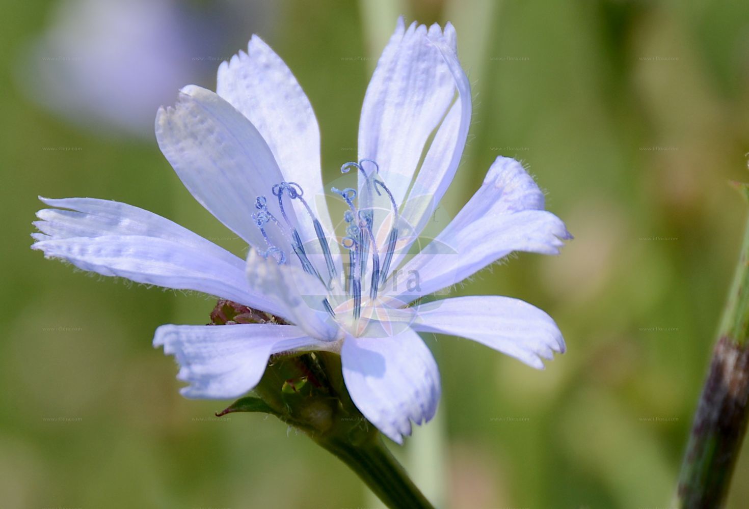 Foto von Cichorium intybus (Gewöhnliche Wegwarte - Chicory). Das Bild zeigt Bluete. Das Foto wurde in Bonn, Nordrhein-Westfalen, Deutschland aufgenommen. ---- Photo of Cichorium intybus (Gewöhnliche Wegwarte - Chicory). The image is showing flower. The picture was taken in Bonn, North Rhine-Westphalia, Germany.(Cichorium intybus,Gewöhnliche Wegwarte,Chicory,Cichorium balearicum,Cichorium glabratum,Cichorium glaucum,Cichorium hirsutum,Cichorium intybus,Cichorium intybus var. sativum,Gewoehnliche Wegwarte,Kaffeezichorie,Wurzelzichorie,Chicory,Wild Chicory,Wild Succory,Cichorium,Wegwarte,Chicory,Asteraceae,Korbblütengewächse,Daisy family,Bluete,flower)