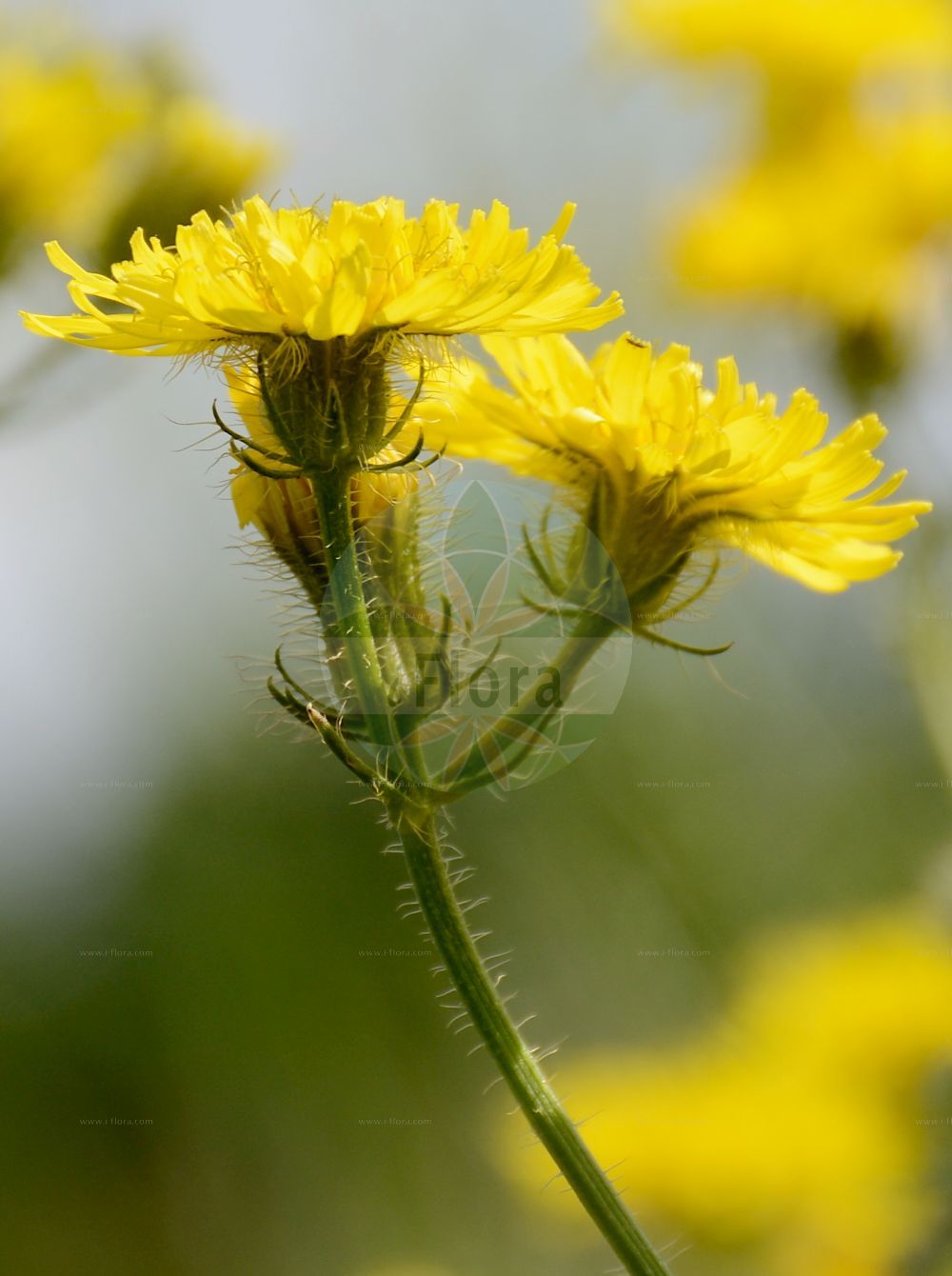 Foto von Crepis setosa (Borsten-Pippau - Bristly Hawk's-beard). Das Bild zeigt Bluete. Das Foto wurde in Dresden, Sachsen, Deutschland aufgenommen. ---- Photo of Crepis setosa (Borsten-Pippau - Bristly Hawk's-beard). The image is showing flower. The picture was taken in Dresden, Sachsen, Germany.(Crepis setosa,Borsten-Pippau,Bristly Hawk's-beard,Barkhausia hispida,Barkhausia setosa,Crepis hispida,Crepis setosa,Borsten-Pippau,Bristly Hawk's-beard,Crepis,Pippau,Hawk's-beard,Asteraceae,Korbblütengewächse,Daisy family,Bluete,flower)