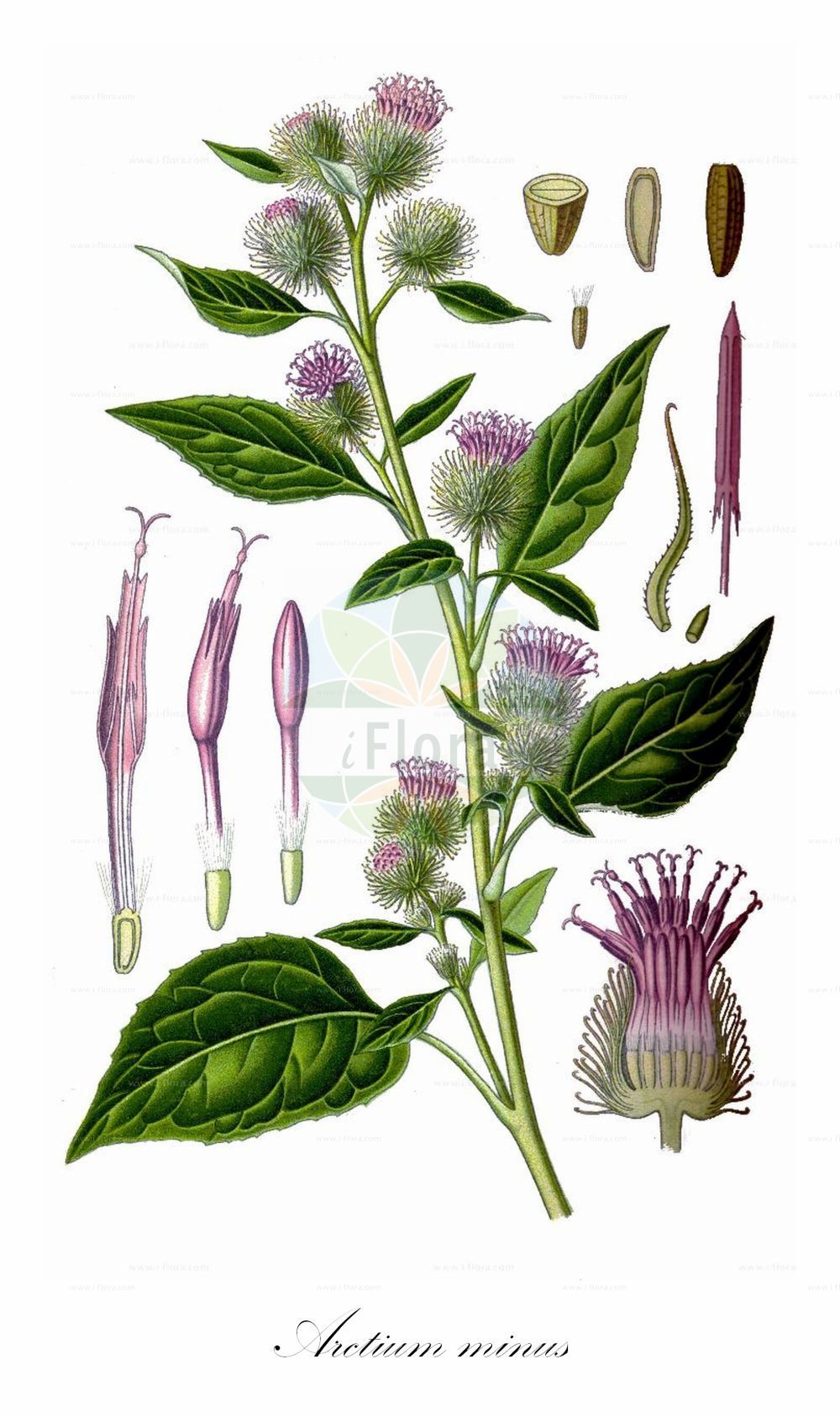 Historische Abbildung von Arctium minus (Kleine Klette - Lesser Burdock). ---- Historical Drawing of Arctium minus (Kleine Klette - Lesser Burdock).(Arctium minus,Kleine Klette,Lesser Burdock,Arctium chabertii,Arctium melanoceps,Arctium minus,Arctium pubens,Lappa chabertii,Lappa minor,Lappa pubens,Kleine Klette,Lesser Burdock,Common Burdock,Cuckoo-button,Woolly Burdock,Arctium,Klette,Burdock,Asteraceae,Korbblütengewächse,Daisy family,Thomé (1885))
