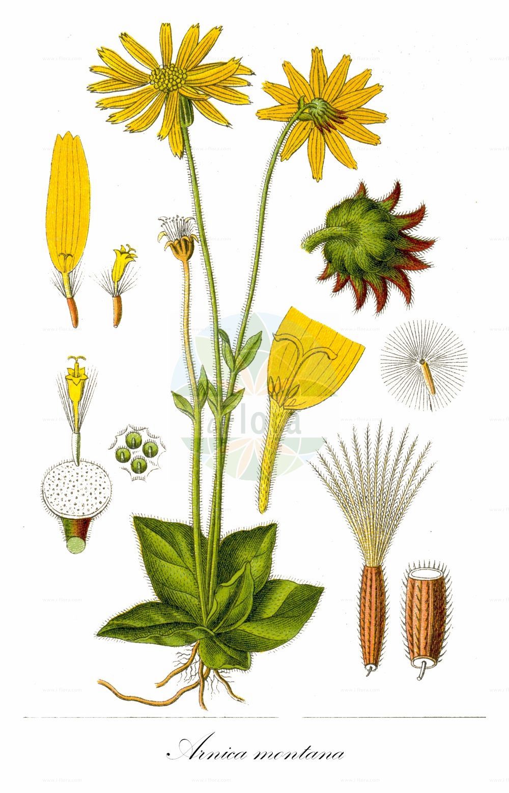 Historische Abbildung von Arnica montana (Berg-Wohlverleih - Mountain Arnica). ---- Historical Drawing of Arnica montana (Berg-Wohlverleih - Mountain Arnica).(Arnica montana,Berg-Wohlverleih,Mountain Arnica,Arnica montana,Berg-Wohlverleih,Bergwohlverleih,Echte Arnika,Wolferlei,Mountain Arnica,Celtic Nard,Leopard's Bane,Mountain Alkanet,Mountain Tobacco,Arnica,Arnika,Arnica,Asteraceae,Korbblütengewächse,Daisy family,Sturm (1796f))