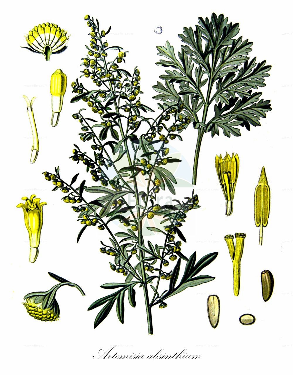 Historische Abbildung von Artemisia absinthium (Wermut - Wormwood). ---- Historical Drawing of Artemisia absinthium (Wermut - Wormwood).(Artemisia absinthium,Wermut,Wormwood,Artemisia absinthium,Artemisia baldaccii,Wermut,Absinth,Echter Wermut,Wormwood,Absinthium,Absinth Wormwood,Artemisia,Beifuß,Mugwort,Asteraceae,Korbblütengewächse,Daisy family,Koehler (1883-1898))