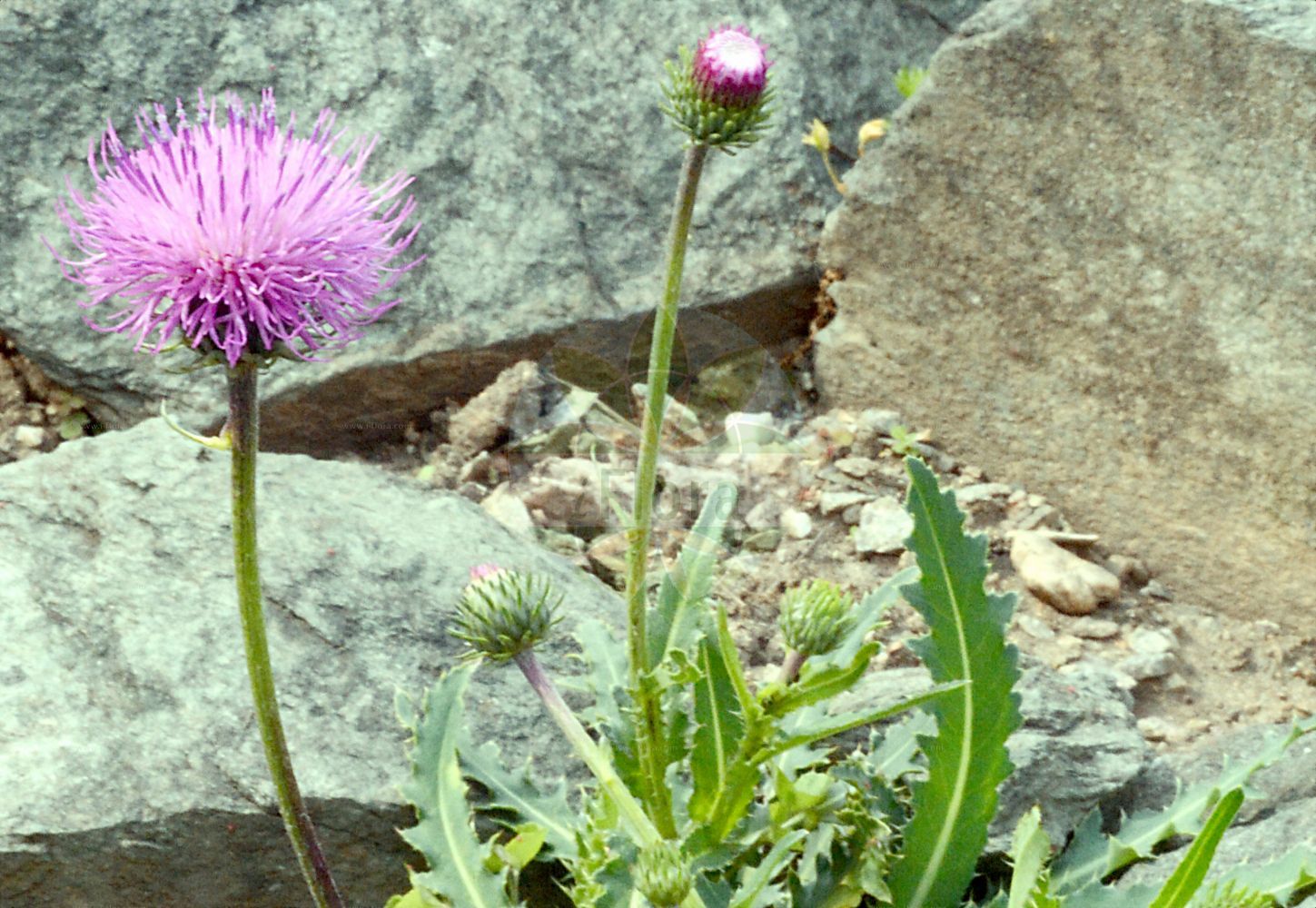 Foto von Carduus defloratus (Alpen-Distel - Alpine Thistle). Das Bild zeigt Blatt und Bluete. Das Foto wurde in Dresden, Sachsen, Deutschland aufgenommen. ---- Photo of Carduus defloratus (Alpen-Distel - Alpine Thistle). The image is showing leaf and flower. The picture was taken in Dresden, Sachsen, Germany.(Carduus defloratus,Alpen-Distel,Alpine Thistle,Carduus cirsioides,Carduus defloratus,Carduus spinulosus,Carduus transalpinus,Carduus viridis,Alpen-Distel,Berg-Distel,Alpine Thistle,Carduus,Distel,Plumeless Thistle,Asteraceae,Korbblütengewächse,Daisy family,Blatt,Bluete,leaf,flower)