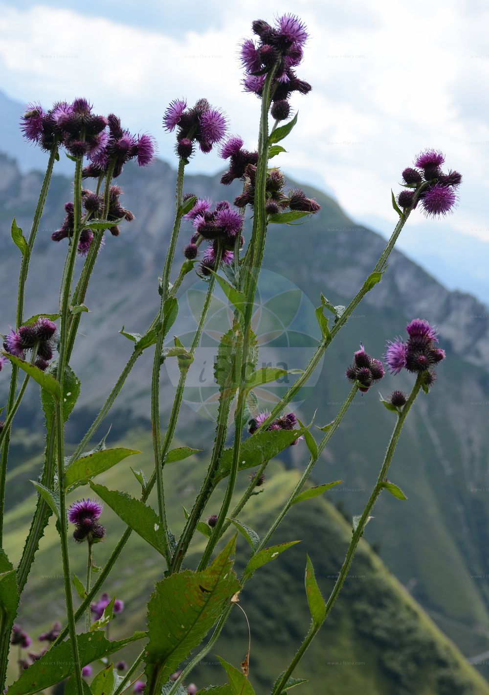 Foto von Carduus personata (Kletten-Distel - Great Marsh Thistle). Das Bild zeigt Stamm, Blatt und Bluete. Das Foto wurde in La Rambertina, Waadt, Schweiz aufgenommen. ---- Photo of Carduus personata (Kletten-Distel - Great Marsh Thistle). The image is showing stem, leaf and flower. The picture was taken in La Rambertina, Vaud, Switzerland.(Carduus personata,Kletten-Distel,Great Marsh Thistle,Arctium personata,Carduus personata,Carduus simplicifolius,Kletten-Distel,Masken-Distel,Great Marsh Thistle,Carduus,Distel,Plumeless Thistle,Asteraceae,Korbblütengewächse,Daisy family,Stamm,Blatt,Bluete,stem,leaf,flower)