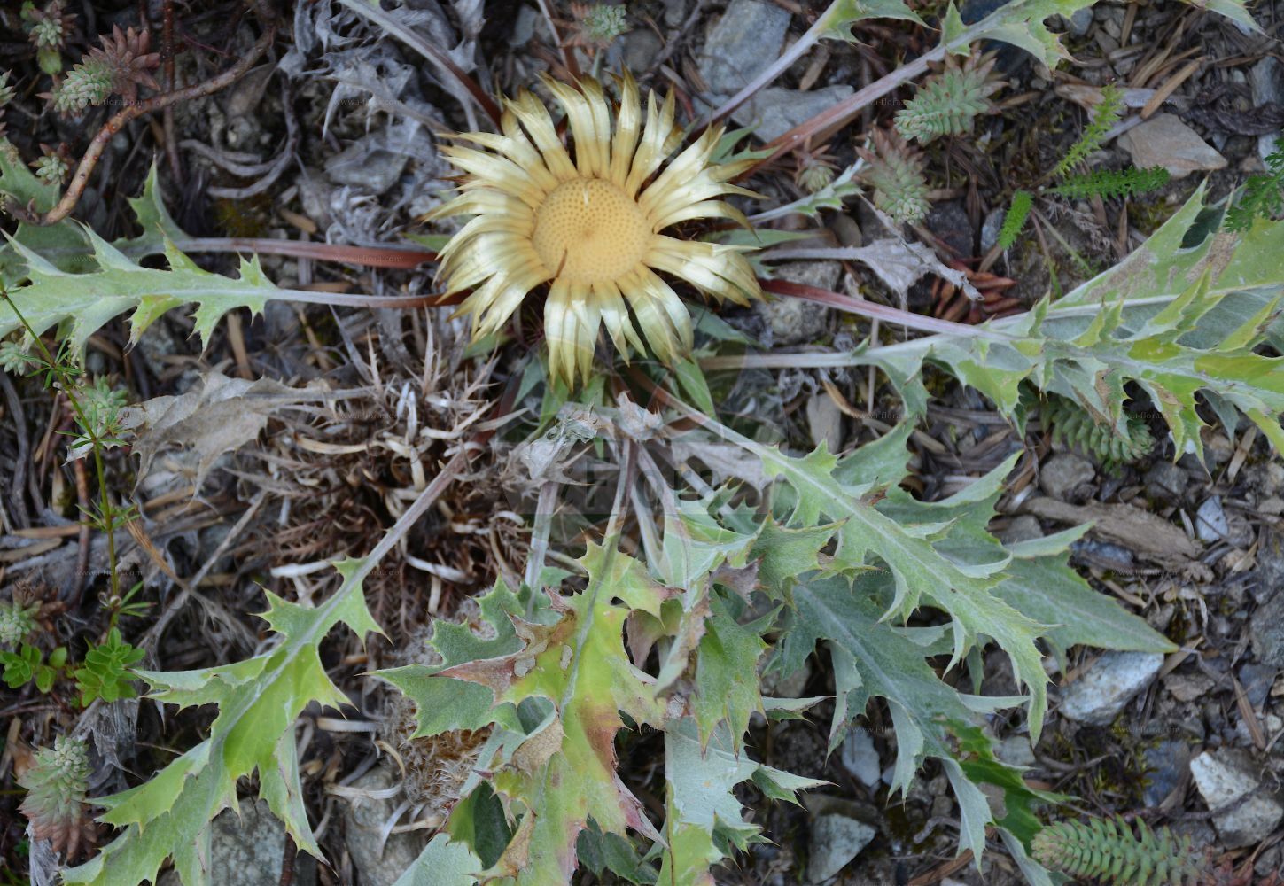Foto von Carlina acanthifolia (Acanthusblättrige Eberwurz). Das Foto wurde in Flore Alpe, Champex-Lac, Wallis, Schweiz aufgenommen. ---- Photo of Carlina acanthifolia (Acanthusblättrige Eberwurz). The picture was taken in Flore Alpe, Champex-Lac, Valais, Switzerland.(Carlina acanthifolia,Acanthusblättrige Eberwurz,Carlina acanthifolia,Acanthusblaettrige Eberwurz,Carlina,Eberwurz,Carline Thistle,Asteraceae,Korbblütengewächse,Daisy family)