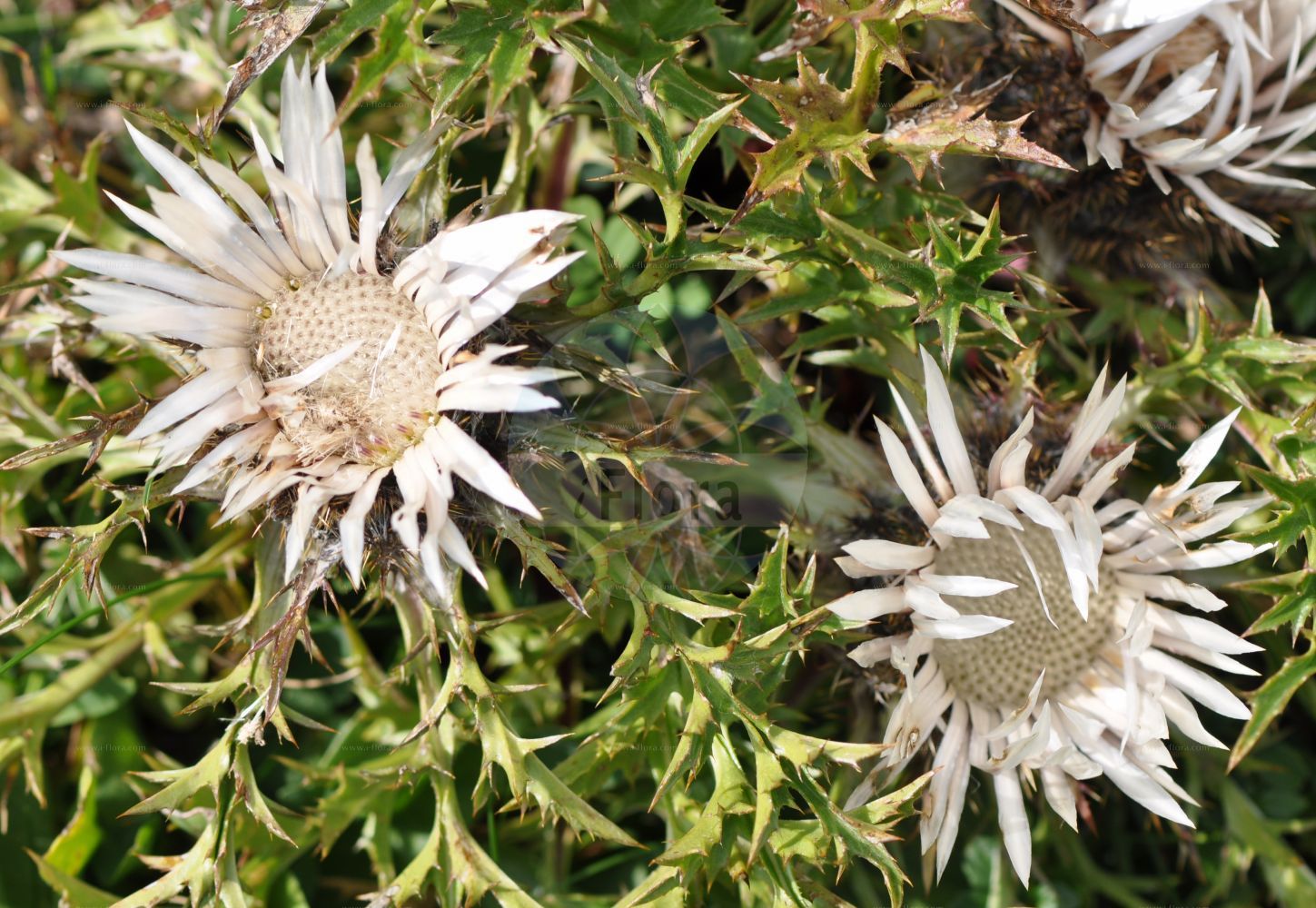 Foto von Carlina acaulis (Silberdistel - Dwarf Carline Thistle). Das Foto wurde in Kleinwalsertal, Mittelberg, Vorarlberg, Österreich, Alpen aufgenommen. ---- Photo of Carlina acaulis (Silberdistel - Dwarf Carline Thistle). The picture was taken in Kleinwalsertal, Mittelberg, Vorarlberg, Austria, Alps.(Carlina acaulis,Silberdistel,Dwarf Carline Thistle,Carlina acaulis,Carlina alpina,Carlina cirsioides,Silberdistel,Grosse Eberwurz,Staengellose Eberwurz,Wetterdistel,Dwarf Carline Thistle,Smooth Carlina,Stemless Carline Thistle,Silver Thistle,Carlina,Eberwurz,Carline Thistle,Asteraceae,Korbblütengewächse,Daisy family)