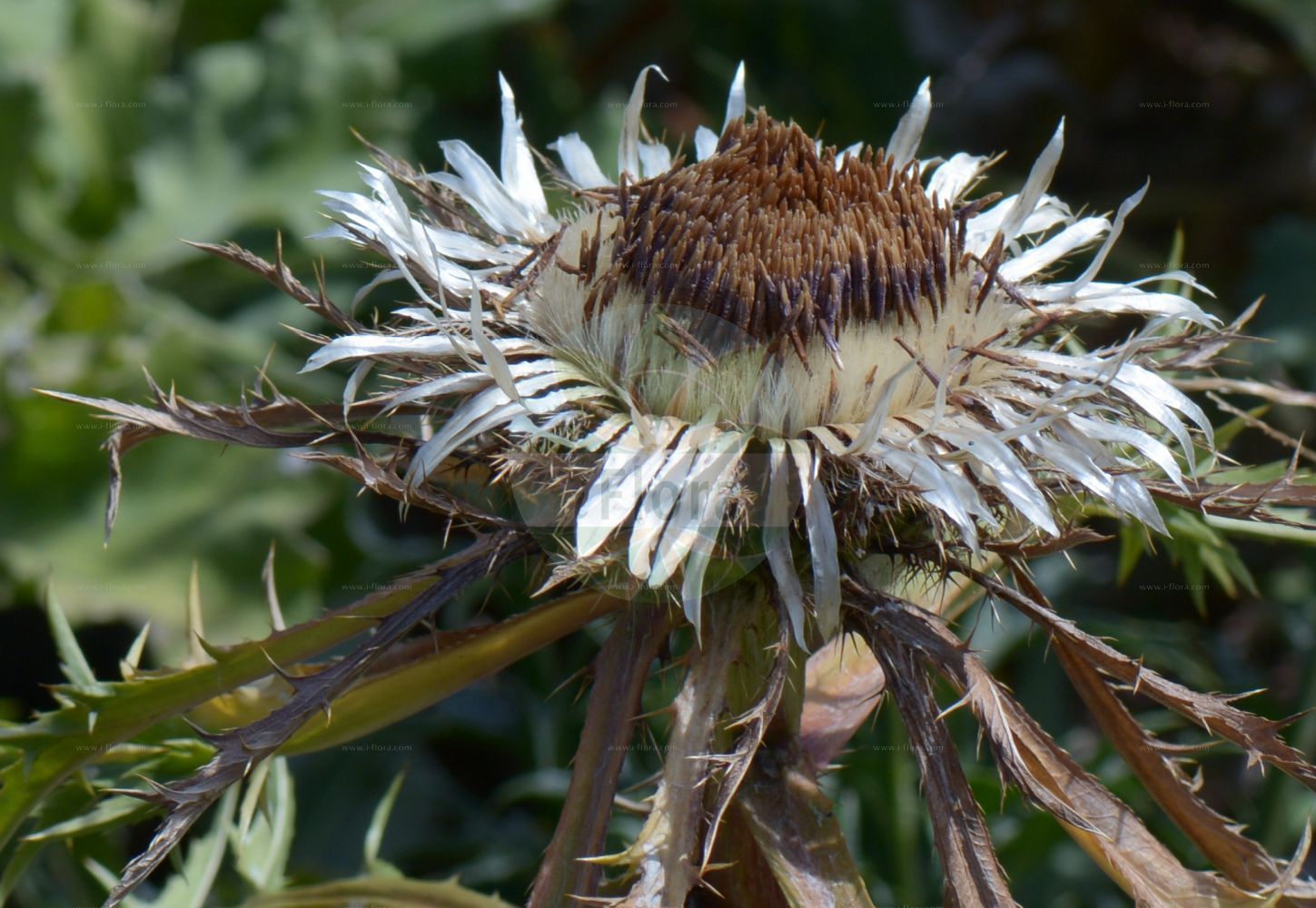 Foto von Carlina acaulis (Silberdistel - Dwarf Carline Thistle). Das Foto wurde in Bonn, Nordrhein-Westfalen, Deutschland aufgenommen. ---- Photo of Carlina acaulis (Silberdistel - Dwarf Carline Thistle). The picture was taken in Bonn, North Rhine-Westphalia, Germany.(Carlina acaulis,Silberdistel,Dwarf Carline Thistle,Carlina acaulis,Carlina alpina,Carlina cirsioides,Silberdistel,Grosse Eberwurz,Staengellose Eberwurz,Wetterdistel,Dwarf Carline Thistle,Smooth Carlina,Stemless Carline Thistle,Silver Thistle,Carlina,Eberwurz,Carline Thistle,Asteraceae,Korbblütengewächse,Daisy family)