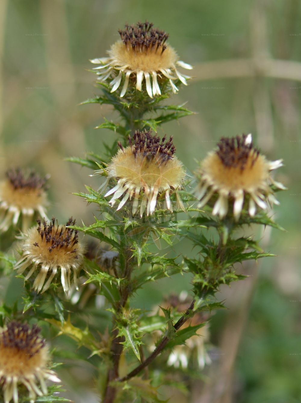 Foto von Carlina vulgaris (Golddistel - Carline Thistle). Das Foto wurde in Bonn, Nordrhein-Westfalen, Deutschland aufgenommen. ---- Photo of Carlina vulgaris (Golddistel - Carline Thistle). The picture was taken in Bonn, North Rhine-Westphalia, Germany.(Carlina vulgaris,Golddistel,Carline Thistle,Carlina flavispina,Carlina rhodopaea,Carlina semiamplexicaulis,Carlina striata,Carlina taurica,Carlina vulgaris,Golddistel,Gewoehnliche Golddistel,Kleine Eberwurz,Carline Thistle,Carlina,Eberwurz,Carline Thistle,Asteraceae,Korbblütengewächse,Daisy family)