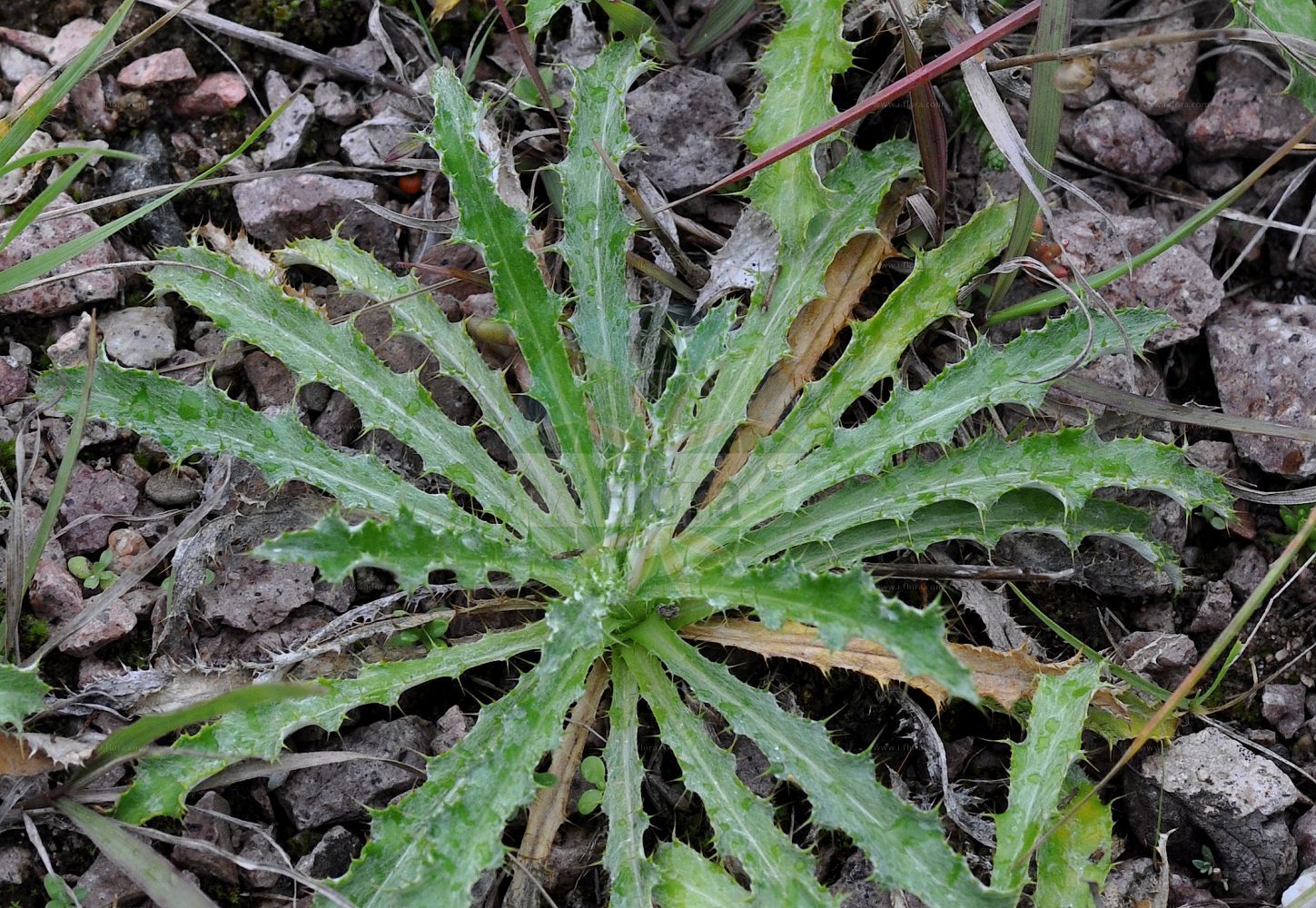 Foto von Carlina vulgaris (Golddistel - Carline Thistle). Das Foto wurde in Mainz, Rheinland-Pfalz, Deutschland aufgenommen. ---- Photo of Carlina vulgaris (Golddistel - Carline Thistle). The picture was taken in Mainz, Rhineland-Palatinate, Germany.(Carlina vulgaris,Golddistel,Carline Thistle,Carlina flavispina,Carlina rhodopaea,Carlina semiamplexicaulis,Carlina striata,Carlina taurica,Carlina vulgaris,Golddistel,Gewoehnliche Golddistel,Kleine Eberwurz,Carline Thistle,Carlina,Eberwurz,Carline Thistle,Asteraceae,Korbblütengewächse,Daisy family)