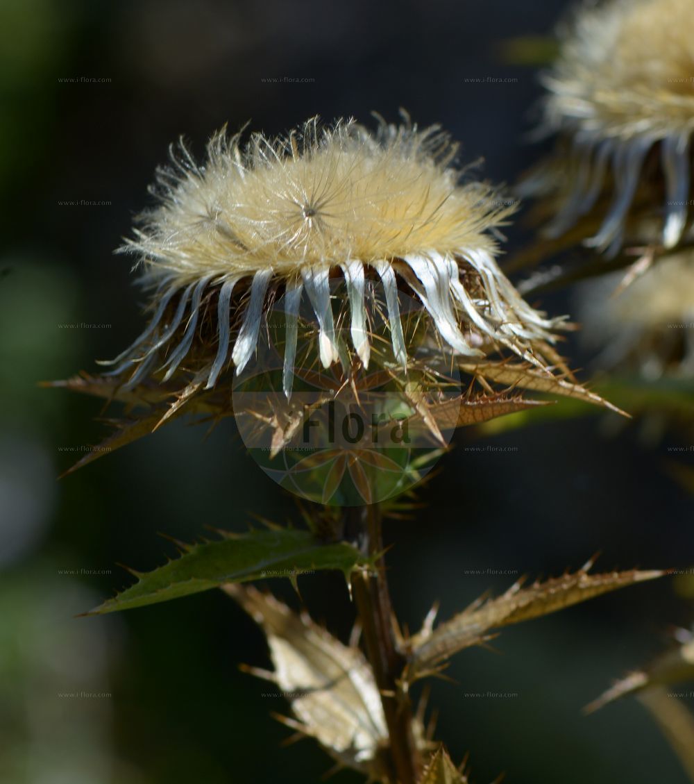 Foto von Carlina biebersteinii (Steife Golddistel - Carline Thistle). Das Foto wurde in Nancy, Grand Est, Frankreich aufgenommen. ---- Photo of Carlina biebersteinii (Steife Golddistel - Carline Thistle). The picture was taken in Nancy, Grand Est, France.(Carlina biebersteinii,Steife Golddistel,Carline Thistle,Carlina biebersteinii,Carlina longifolia,Carlina stricta,Carlina vulgaris,Carlina vulgaris var. longifolia,Steife Golddistel,Steife Eberwurz,Carline Thistle,Carlina,Eberwurz,Carline Thistle,Asteraceae,Korbblütengewächse,Daisy family)