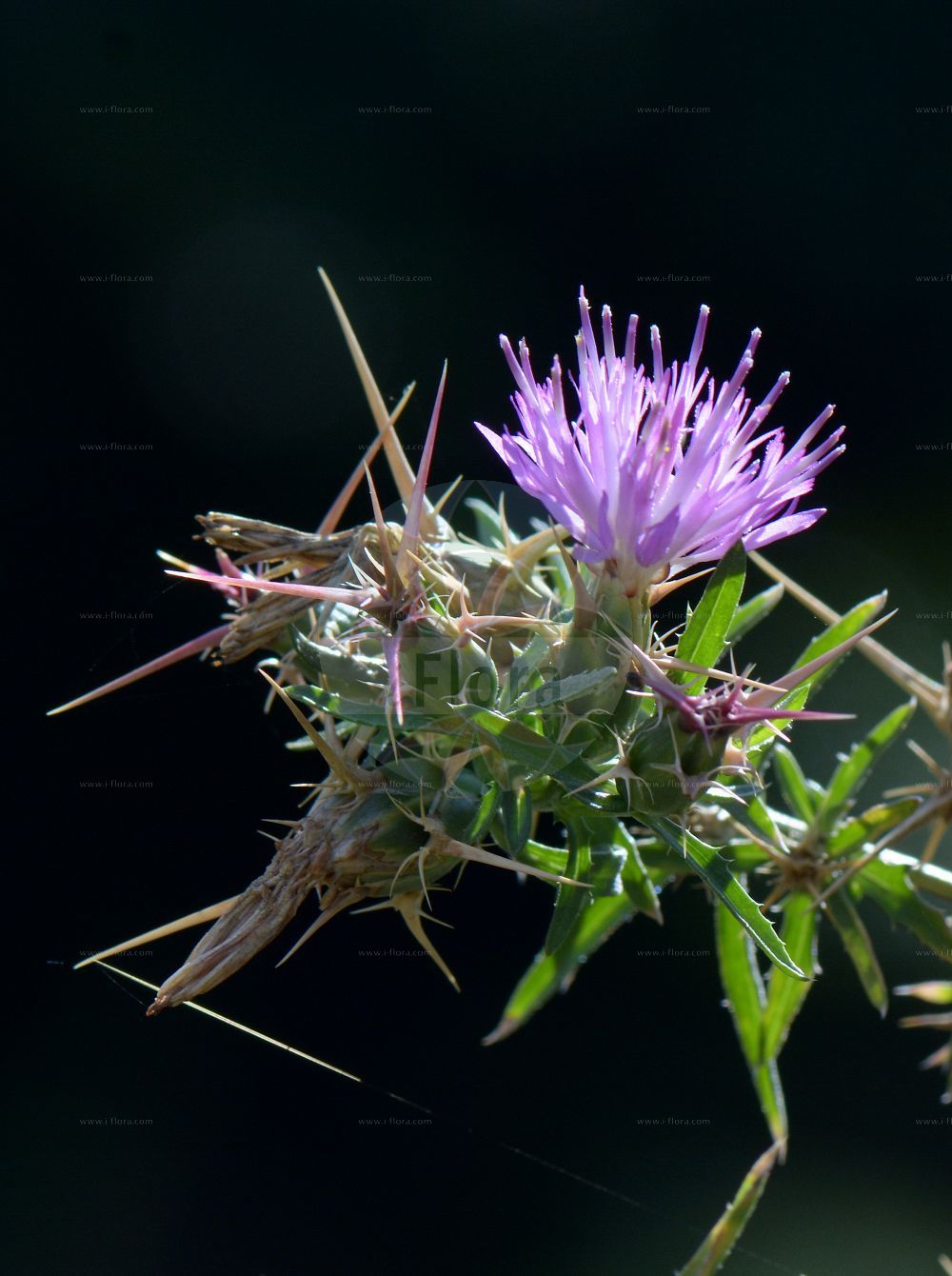 Foto von Centaurea calcitrapa (Stern-Flockenblume - Red Star-thistle). Das Foto wurde in Nancy, Grand Est, Frankreich aufgenommen. ---- Photo of Centaurea calcitrapa (Stern-Flockenblume - Red Star-thistle). The picture was taken in Nancy, Grand Est, France.(Centaurea calcitrapa,Stern-Flockenblume,Red Star-thistle,Calcitrapa stellaris,Centaurea adulterina,Centaurea calcitrapa,Centaurea calcitrapoides,Centaurea horrida,Centaurea myacantha,Stern-Flockenblume,Red Star-thistle,Caltrops,Purple Star Thistle,Star Thistle,Centaurea,Flockenblume,Knapweed,Asteraceae,Korbblütengewächse,Daisy family)