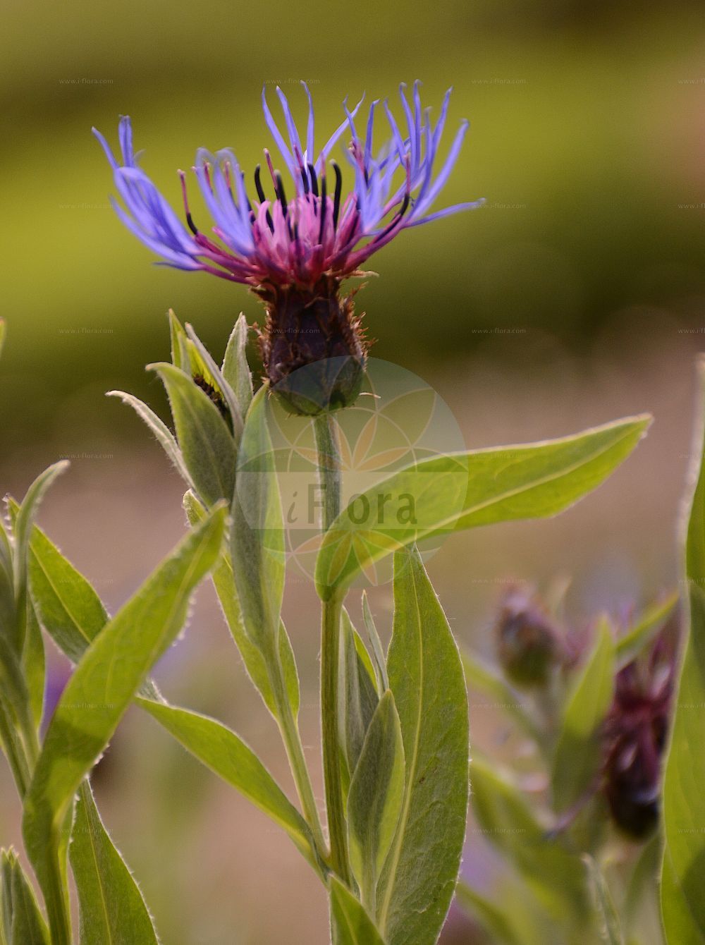 Foto von Cyanus montanus (Berg-Flockenblume - Perennial Cornflower). Das Foto wurde in Berlin, Deutschland aufgenommen. ---- Photo of Cyanus montanus (Berg-Flockenblume - Perennial Cornflower). The picture was taken in Berlin, Germany.(Cyanus montanus,Berg-Flockenblume,Perennial Cornflower,Cyanus montanus,Centaurea montana,Berg-Flockenblume,Perennial Cornflower,Mountain Bluet,Mountain Cornflower,Cyanus,Asteraceae,Korbblütengewächse,Daisy family)