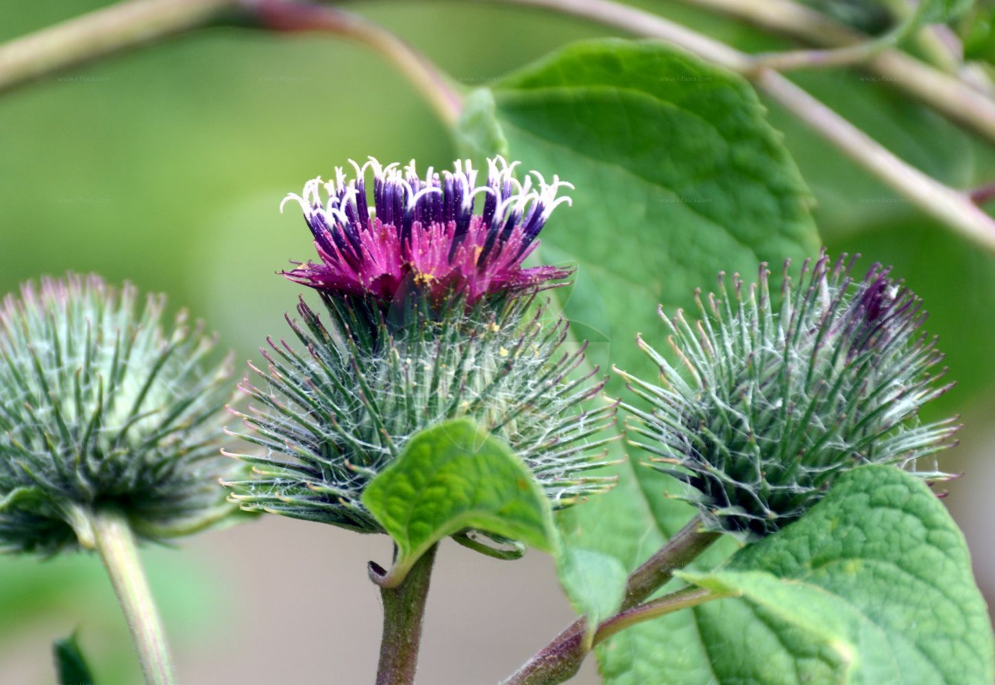 Foto von Arctium minus (Kleine Klette - Lesser Burdock). Das Foto wurde in Dresden, Sachsen, Deutschland aufgenommen. ---- Photo of Arctium minus (Kleine Klette - Lesser Burdock). The picture was taken in Dresden, Sachsen, Germany.(Arctium minus,Kleine Klette,Lesser Burdock,Arctium chabertii,Arctium melanoceps,Arctium minus,Arctium pubens,Lappa chabertii,Lappa minor,Lappa pubens,Kleine Klette,Lesser Burdock,Common Burdock,Cuckoo-button,Woolly Burdock,Arctium,Klette,Burdock,Asteraceae,Korbblütengewächse,Daisy family)