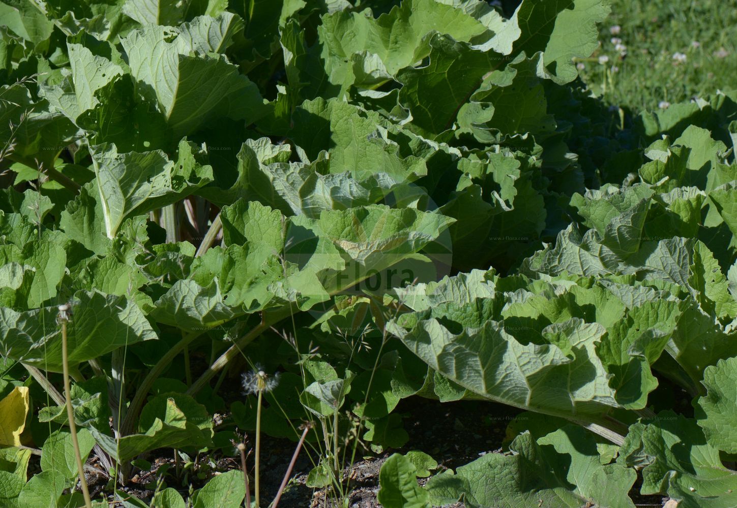 Foto von Arctium minus (Kleine Klette - Lesser Burdock). Das Foto wurde in Stockholm, Schweden aufgenommen. ---- Photo of Arctium minus (Kleine Klette - Lesser Burdock). The picture was taken in Stockholm, Sweden.(Arctium minus,Kleine Klette,Lesser Burdock,Arctium chabertii,Arctium melanoceps,Arctium minus,Arctium pubens,Lappa chabertii,Lappa minor,Lappa pubens,Kleine Klette,Lesser Burdock,Common Burdock,Cuckoo-button,Woolly Burdock,Arctium,Klette,Burdock,Asteraceae,Korbblütengewächse,Daisy family)