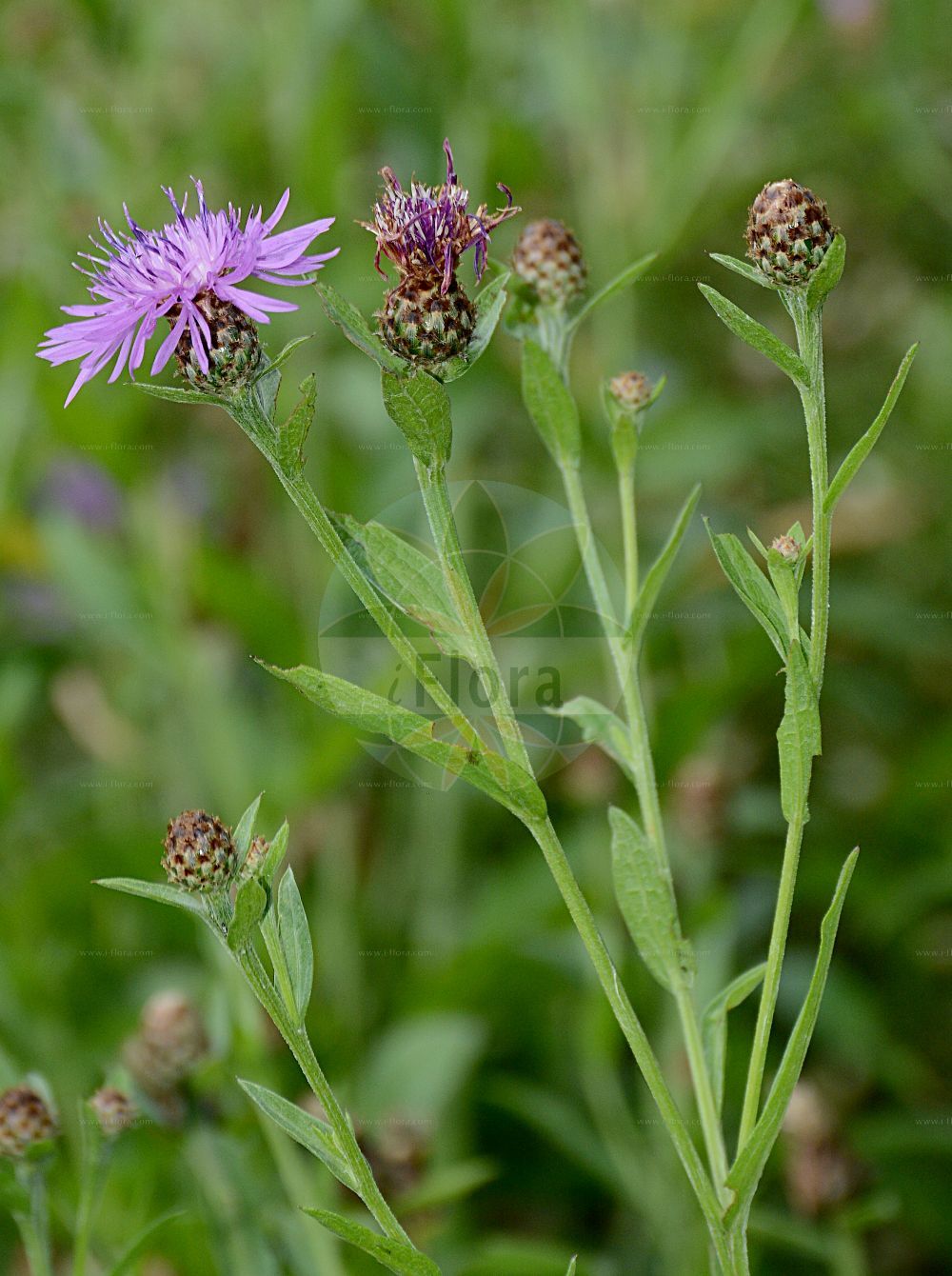 Foto von Centaurea nigrescens (Schwärzliche Flockenblume - Alpine Knapweed). ---- Photo of Centaurea nigrescens (Schwärzliche Flockenblume - Alpine Knapweed).(Centaurea nigrescens,Schwärzliche Flockenblume,Alpine Knapweed,Centaurea nigrescens,Jacea nigrescens,Schwaerzliche Flockenblume,Kleinfedrige Flockenblume,Suedalpen-Flockenblume,Zweifelhafte Flockenblume,Alpine Knapweed,Doubtful Knapweed,Tyrol Knapweed,Vochin Knapweed,Short-fringed Knapweed,Tyrol Thistle,Centaurea,Flockenblume,Knapweed,Asteraceae,Korbblütengewächse,Daisy family)