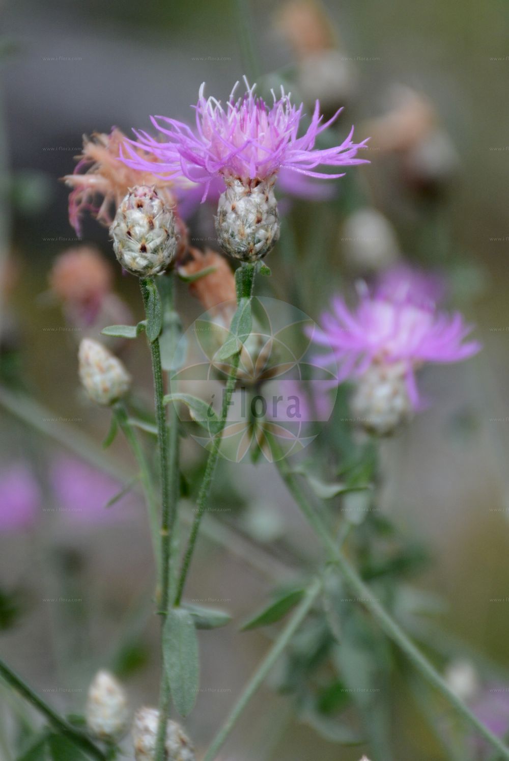Foto von Centaurea stoebe (Gefleckte-Flockenblume - Panicled Knapweed). Das Foto wurde in Innsbruck, Tirol, Österreich aufgenommen. ---- Photo of Centaurea stoebe (Gefleckte-Flockenblume - Panicled Knapweed). The picture was taken in Innsbruck, Tyrol, Austria.(Centaurea stoebe,Gefleckte-Flockenblume,Panicled Knapweed,Acosta chaubardii,Acosta maculosa,Acosta rhenana,Acosta stoebe,Acosta subalbida,Centaurea chaubardii,Centaurea maculosa,Centaurea mierghii,Centaurea muretii,Centaurea pedemontana,Centaurea rhenana,Centaurea stoebe,Centaurea subalbida,Gefleckte-Flockenblume,Panicled Knapweed,Spotted Knapweed,Centaurea,Flockenblume,Knapweed,Asteraceae,Korbblütengewächse,Daisy family)