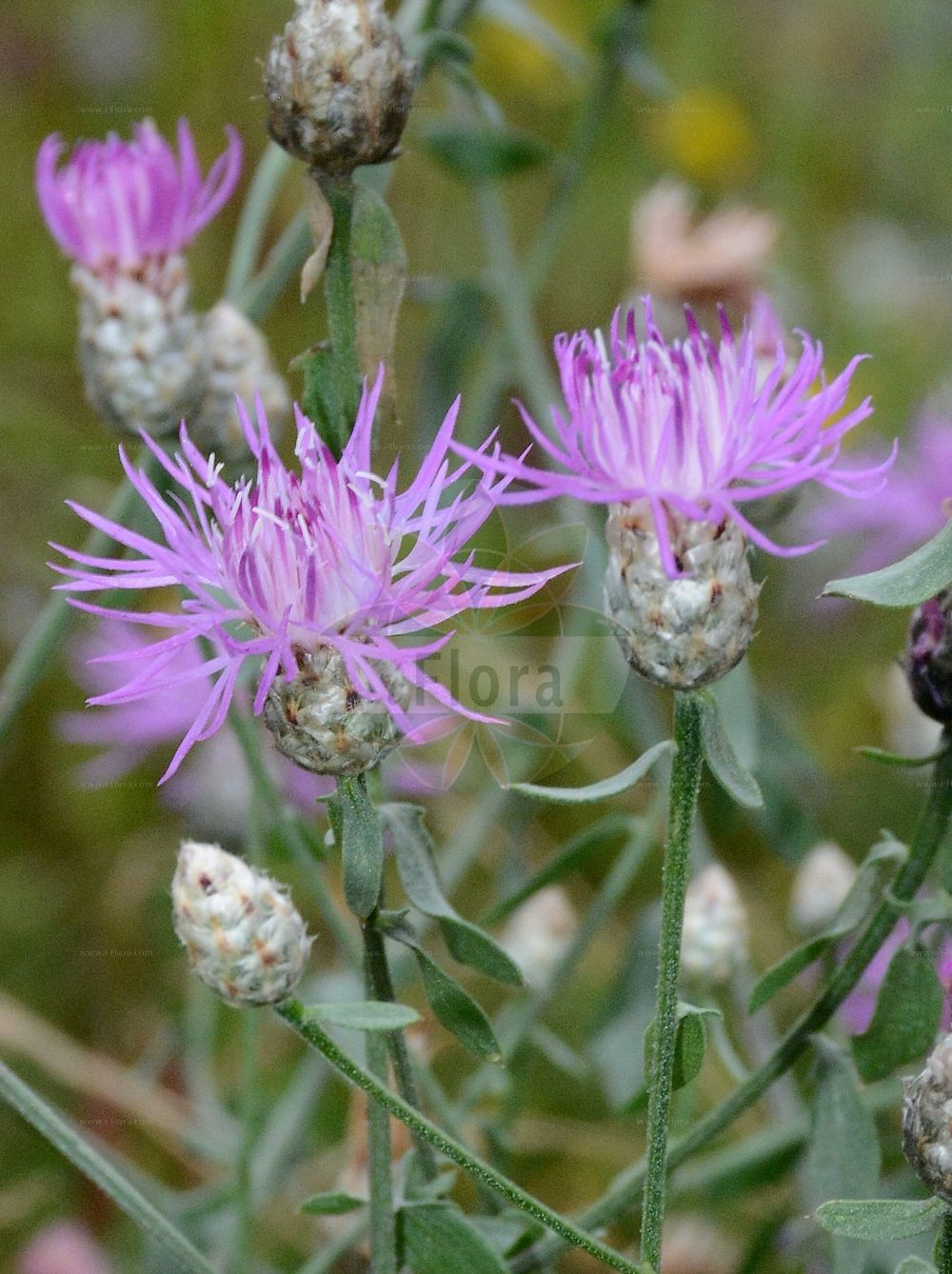 Foto von Centaurea stoebe (Gefleckte-Flockenblume - Panicled Knapweed). Das Foto wurde in Innsbruck, Tirol, Österreich aufgenommen. ---- Photo of Centaurea stoebe (Gefleckte-Flockenblume - Panicled Knapweed). The picture was taken in Innsbruck, Tyrol, Austria.(Centaurea stoebe,Gefleckte-Flockenblume,Panicled Knapweed,Acosta chaubardii,Acosta maculosa,Acosta rhenana,Acosta stoebe,Acosta subalbida,Centaurea chaubardii,Centaurea maculosa,Centaurea mierghii,Centaurea muretii,Centaurea pedemontana,Centaurea rhenana,Centaurea stoebe,Centaurea subalbida,Gefleckte-Flockenblume,Panicled Knapweed,Spotted Knapweed,Centaurea,Flockenblume,Knapweed,Asteraceae,Korbblütengewächse,Daisy family)