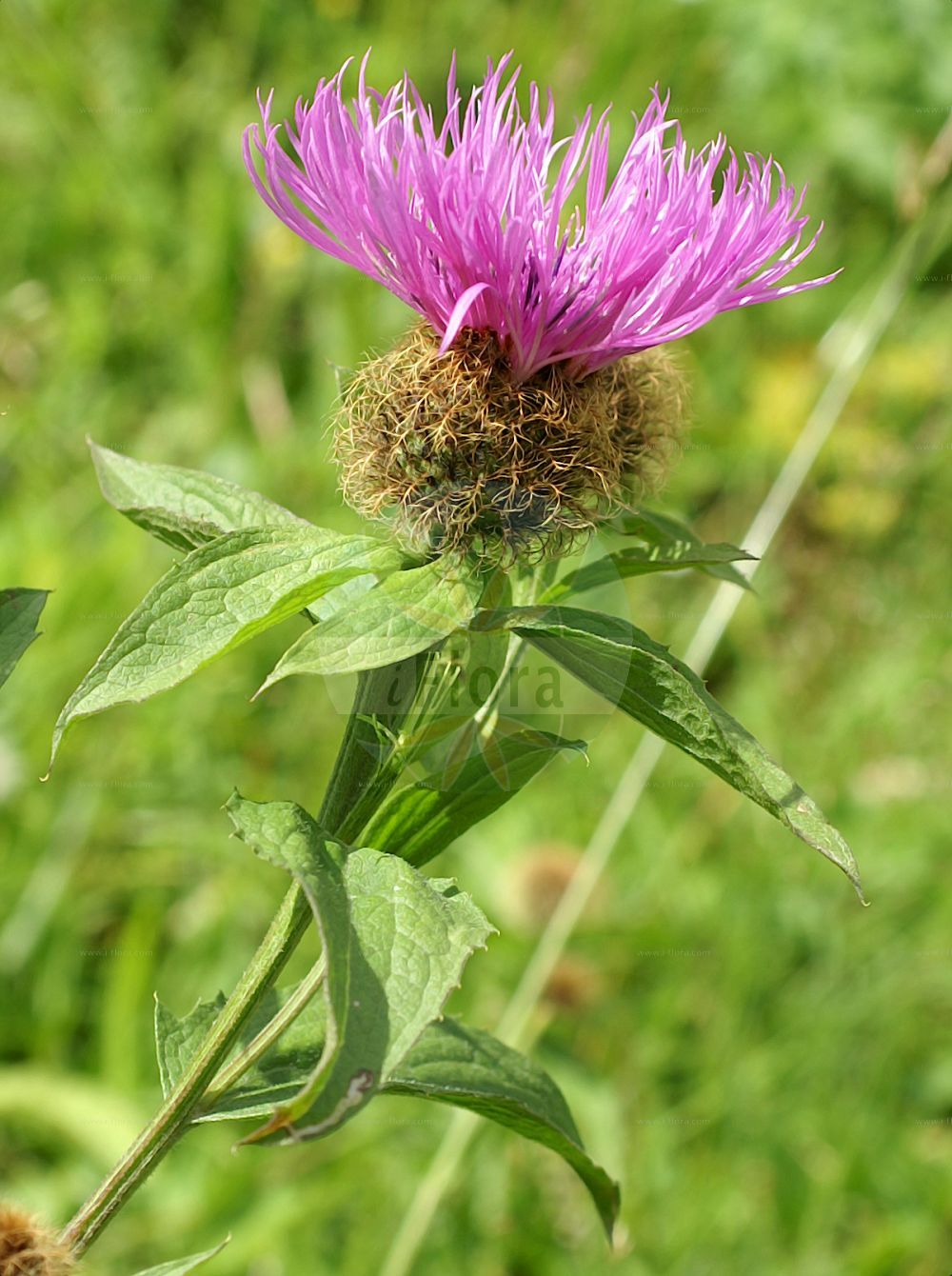 Foto von Centaurea phrygia (Phrygische Flockenblume - Wig Knapweed). Das Foto wurde in Kleinwalsertal, Mittelberg, Vorarlberg, Österreich, Alpen aufgenommen. ---- Photo of Centaurea phrygia (Phrygische Flockenblume - Wig Knapweed). The picture was taken in Kleinwalsertal, Mittelberg, Vorarlberg, Austria, Alps.(Centaurea phrygia,Phrygische Flockenblume,Wig Knapweed,Centaurea austriaca,Centaurea conglomerata,Centaurea phrygia,Jacea phrygia,Jacea plumosa,Phrygische Flockenblume,Wig Knapweed,Centaurea,Flockenblume,Knapweed,Asteraceae,Korbblütengewächse,Daisy family)