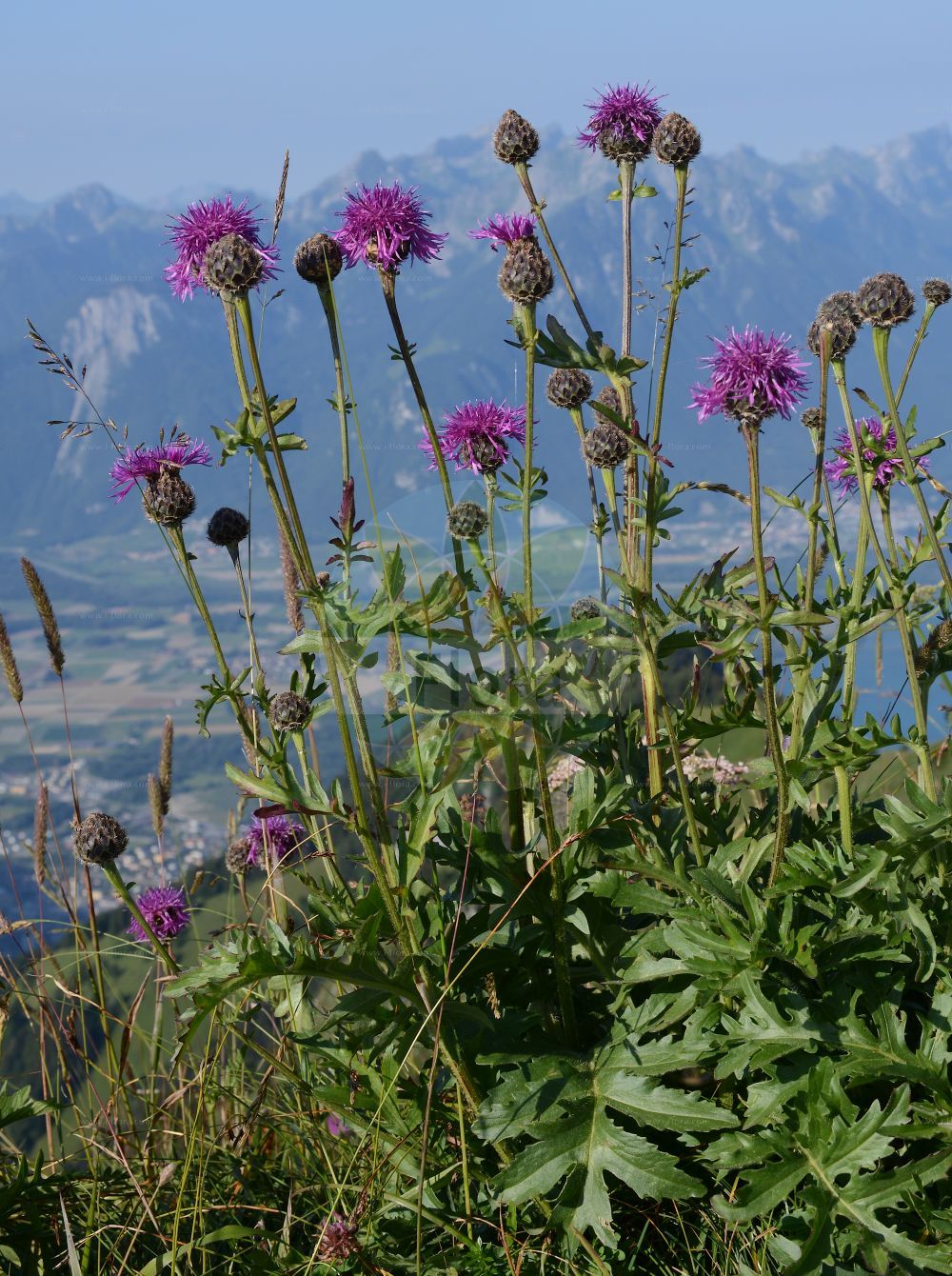 Foto von Centaurea scabiosa (Skabiosen-Flockenblume - Greater Knapweed). Das Foto wurde in La Rambertina, Waadt, Schweiz aufgenommen. ---- Photo of Centaurea scabiosa (Skabiosen-Flockenblume - Greater Knapweed). The picture was taken in La Rambertina, Vaud, Switzerland.(Centaurea scabiosa,Skabiosen-Flockenblume,Greater Knapweed,Centaurea coriacea,Centaurea scabiosa,Colymbada scabiosa,Scabiosa variifolia,Skabiosen-Flockenblume,Alpen-Skabiosenflockenblume,Alpen-Skabiosen-Flockenblume,Schwarze Skabiosen-Flockenblume,Voralpen-Skabiosen-Flockenblume,Zartblaettrige Flockenblume,Greater Knapweed,Leathery Knapweed,Yellow Star-thistle,Scabious Star Thistle,Centaurea,Flockenblume,Knapweed,Asteraceae,Korbblütengewächse,Daisy family)