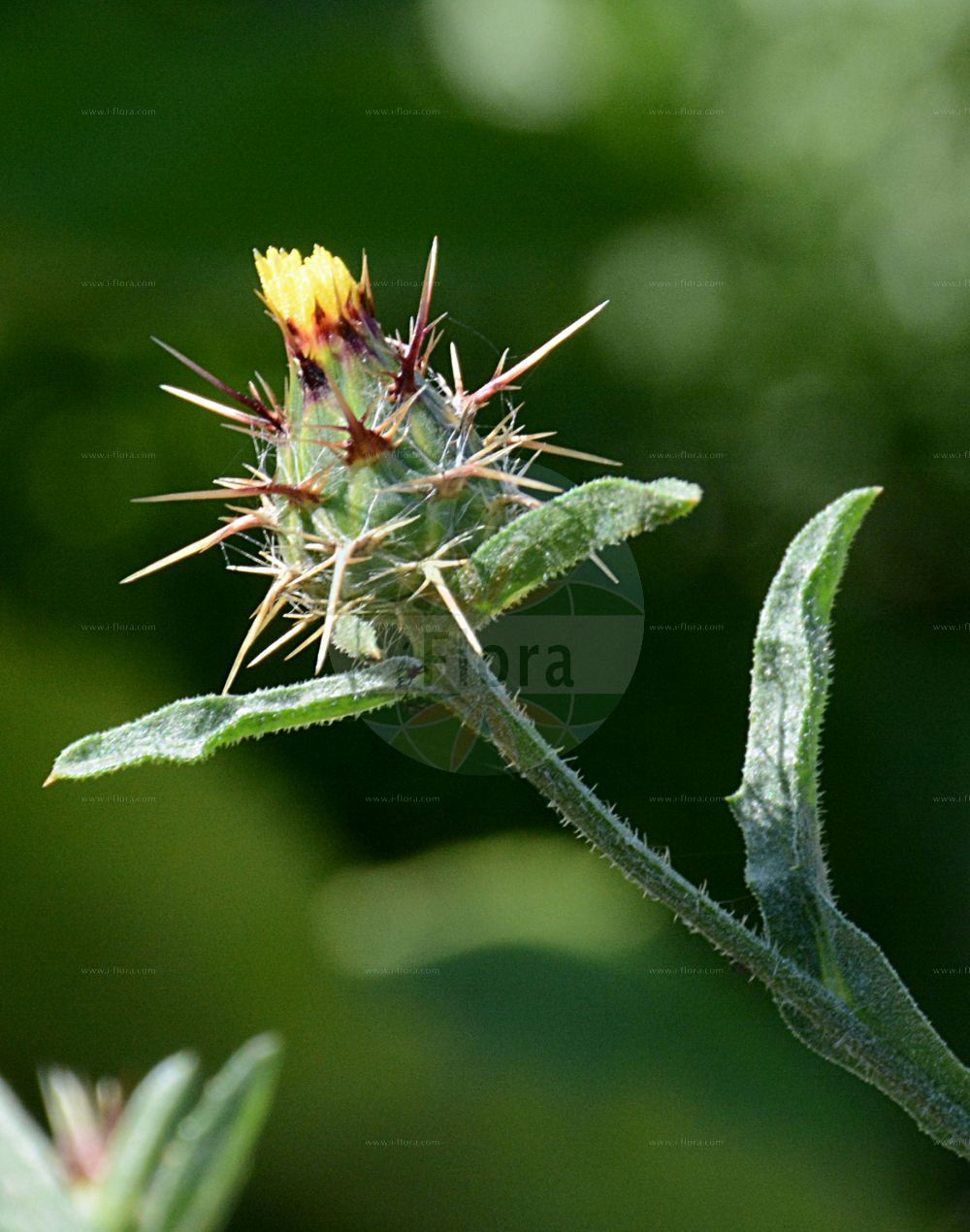 Foto von Centaurea solstitialis (Sonnenwend-Flockenblume - Yellow Star-thistle). Das Foto wurde in Bremen, Deutschland aufgenommen. ---- Photo of Centaurea solstitialis (Sonnenwend-Flockenblume - Yellow Star-thistle). The picture was taken in Bremen, Germany.(Centaurea solstitialis,Sonnenwend-Flockenblume,Yellow Star-thistle,Calcitrapa solstitialis,Centaurea pseudosolstitialis,Centaurea solstitialis,Sonnenwend-Flockenblume,Yellow Star-thistle,Barnaby's Thistle,Star Thistle,St Barnaby's Thistle,Centaurea,Flockenblume,Knapweed,Asteraceae,Korbblütengewächse,Daisy family)